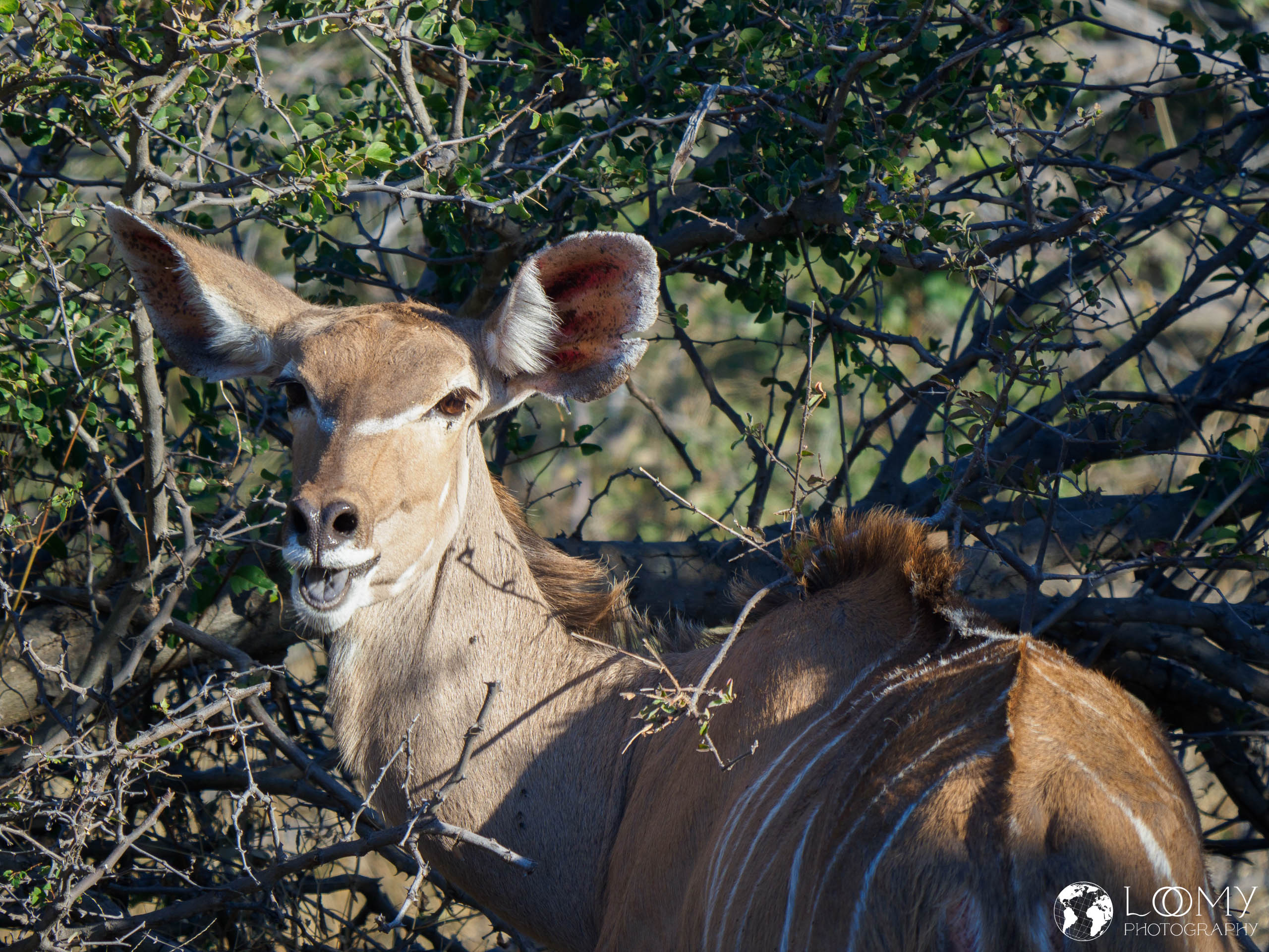 Kudu