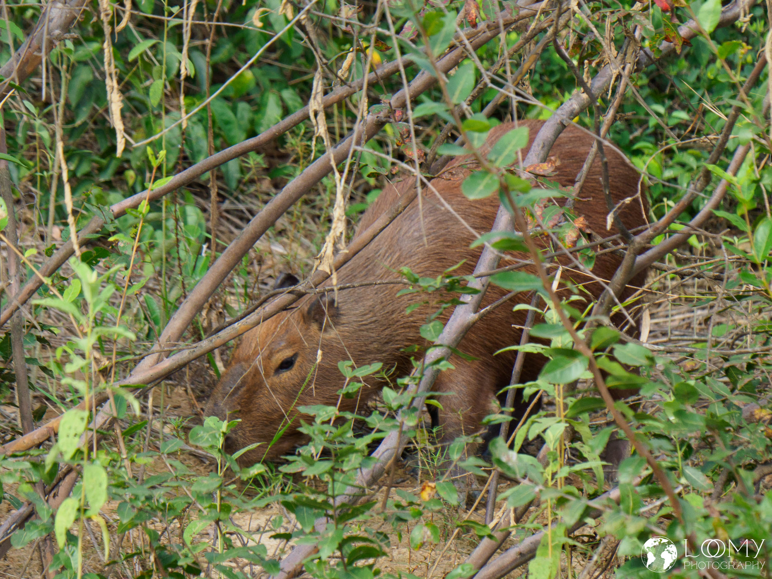 Capybara (Wasserschwein)