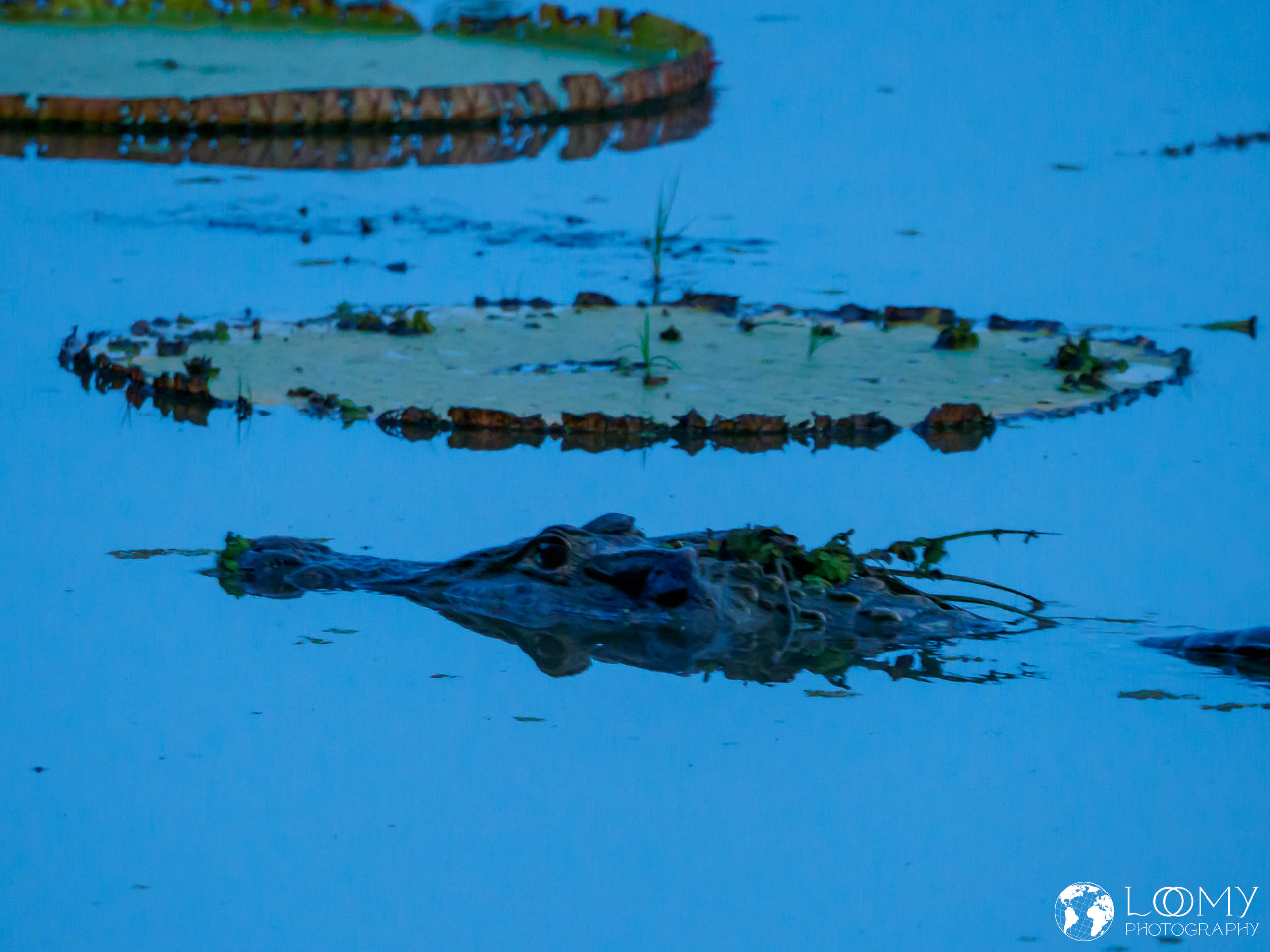Black Caiman