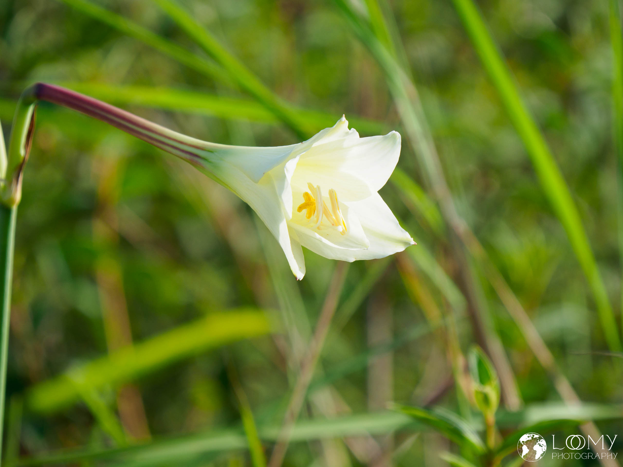Amaryllis