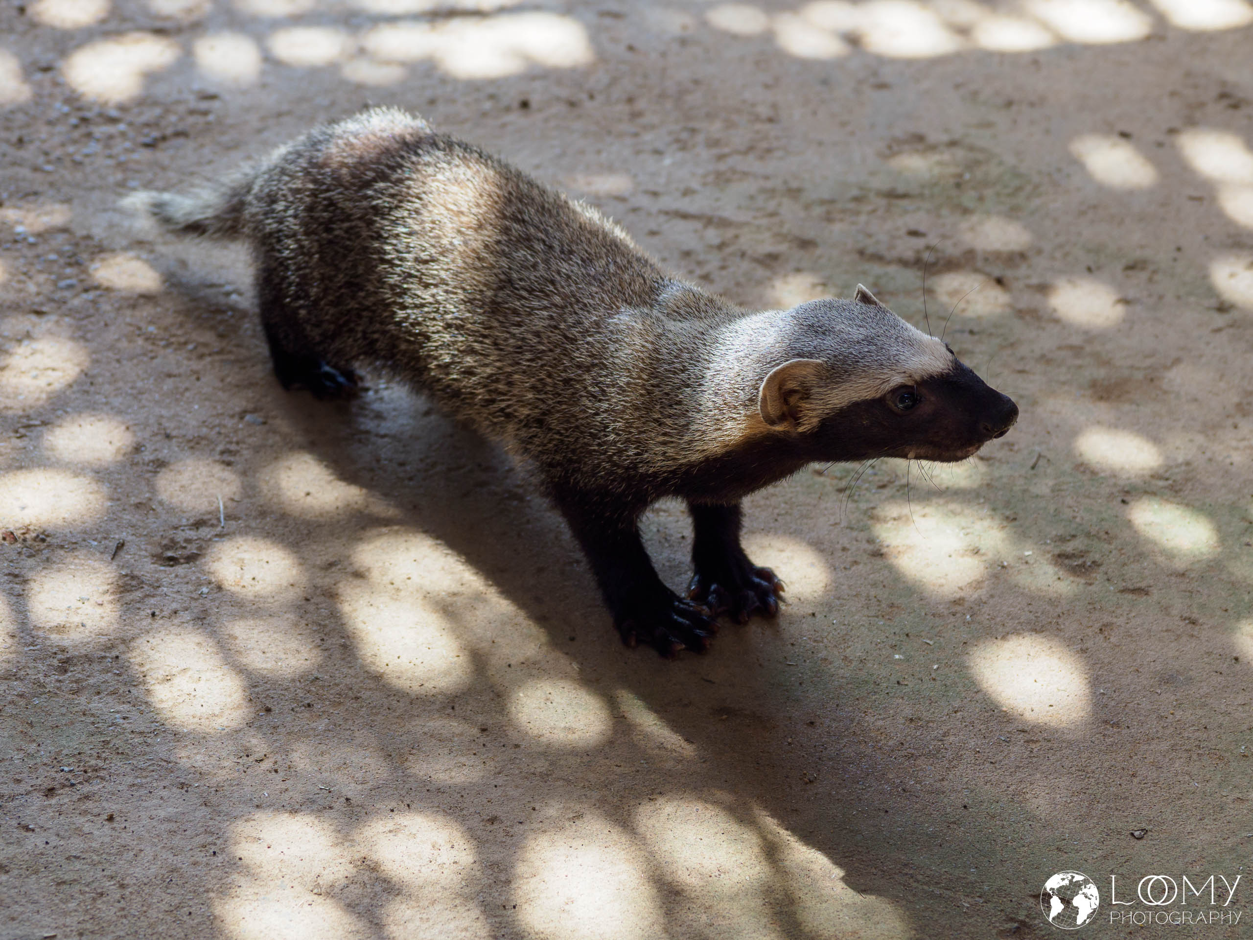Otter