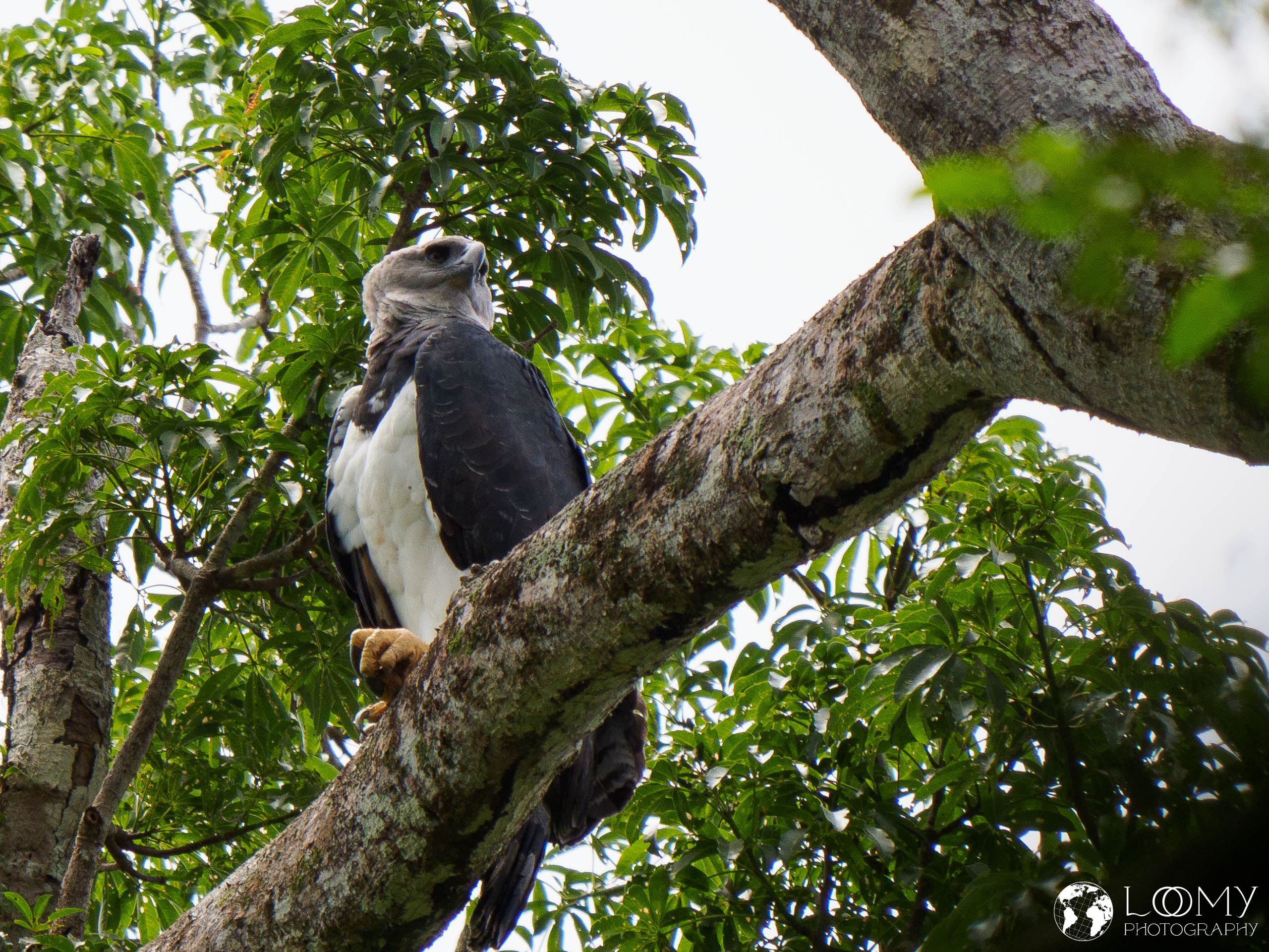 Harpy Eagle