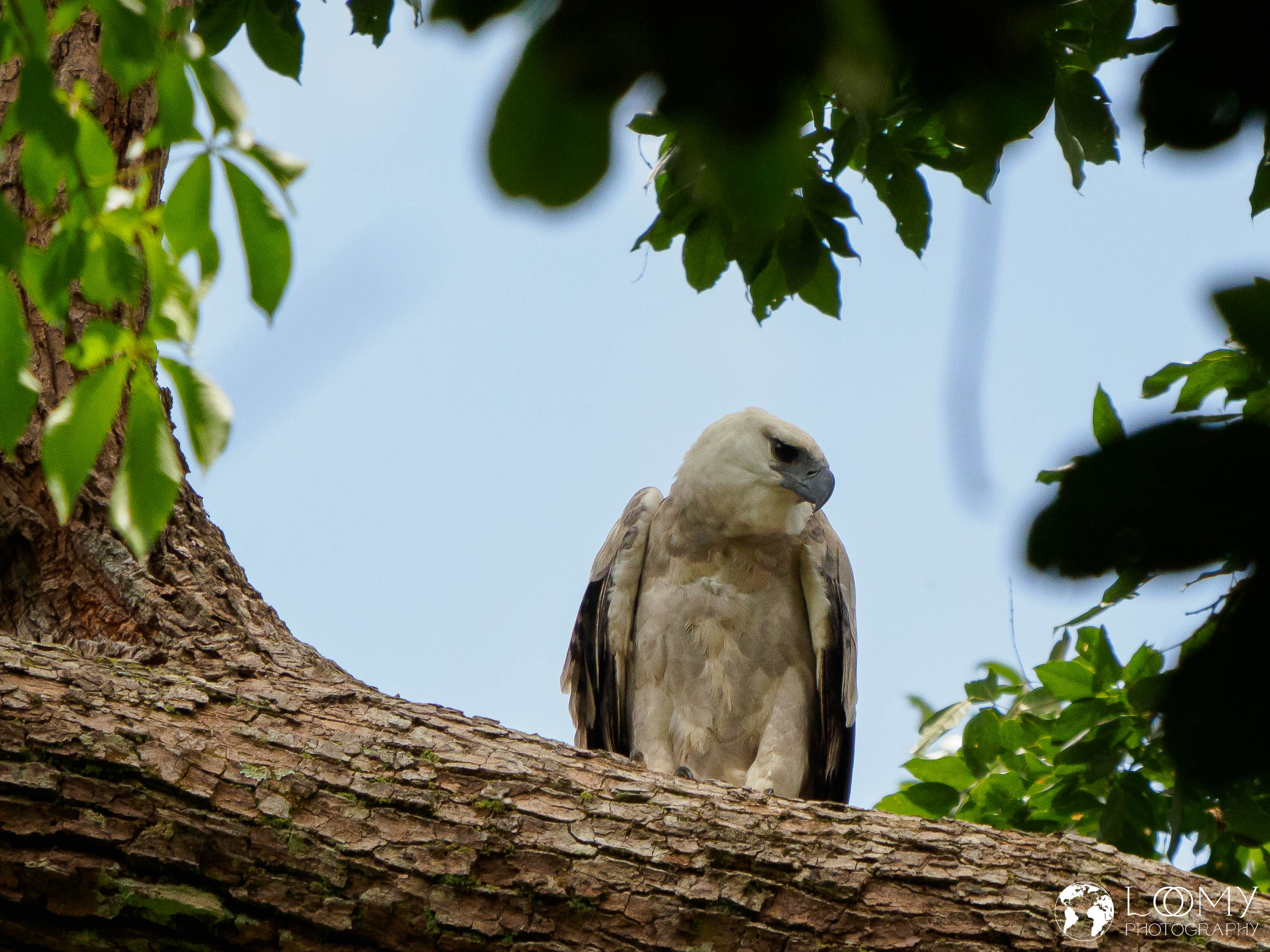 Harpy Eagle (Harpie)