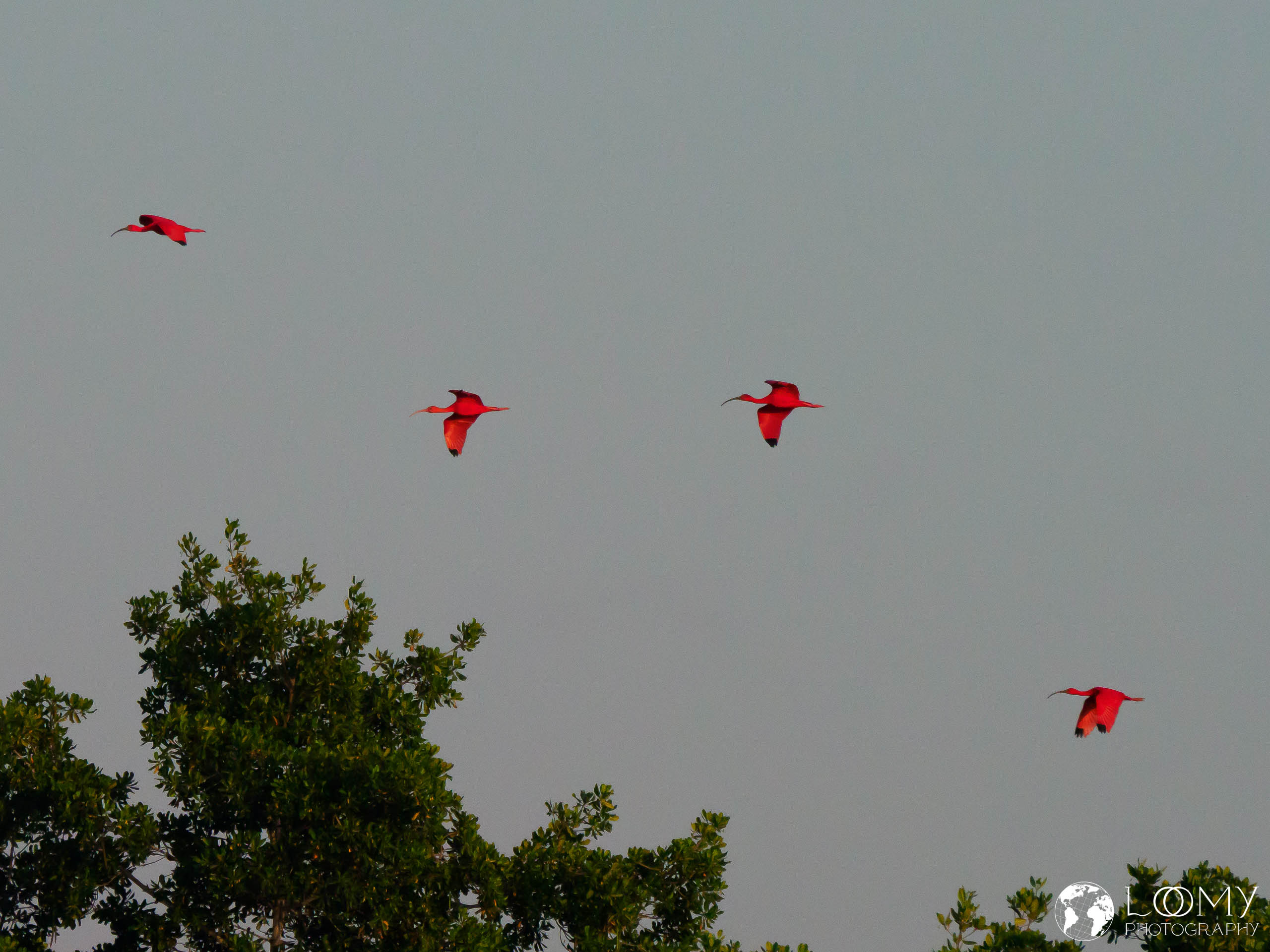 Roter Ibis