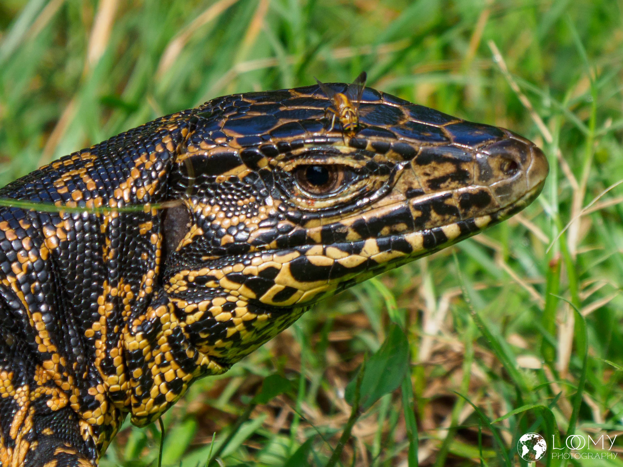 Paramaribo und Peperpot