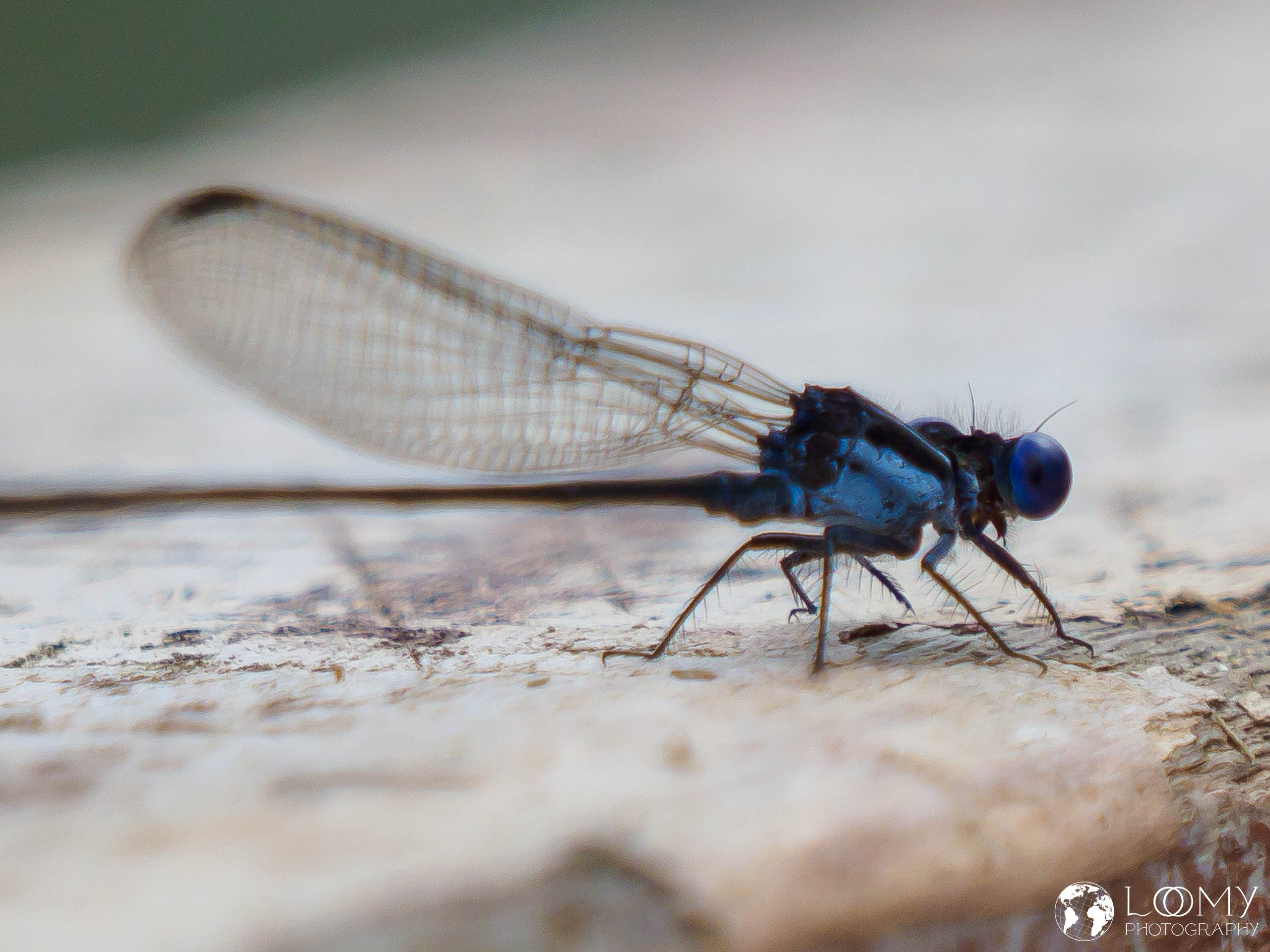 Libelle