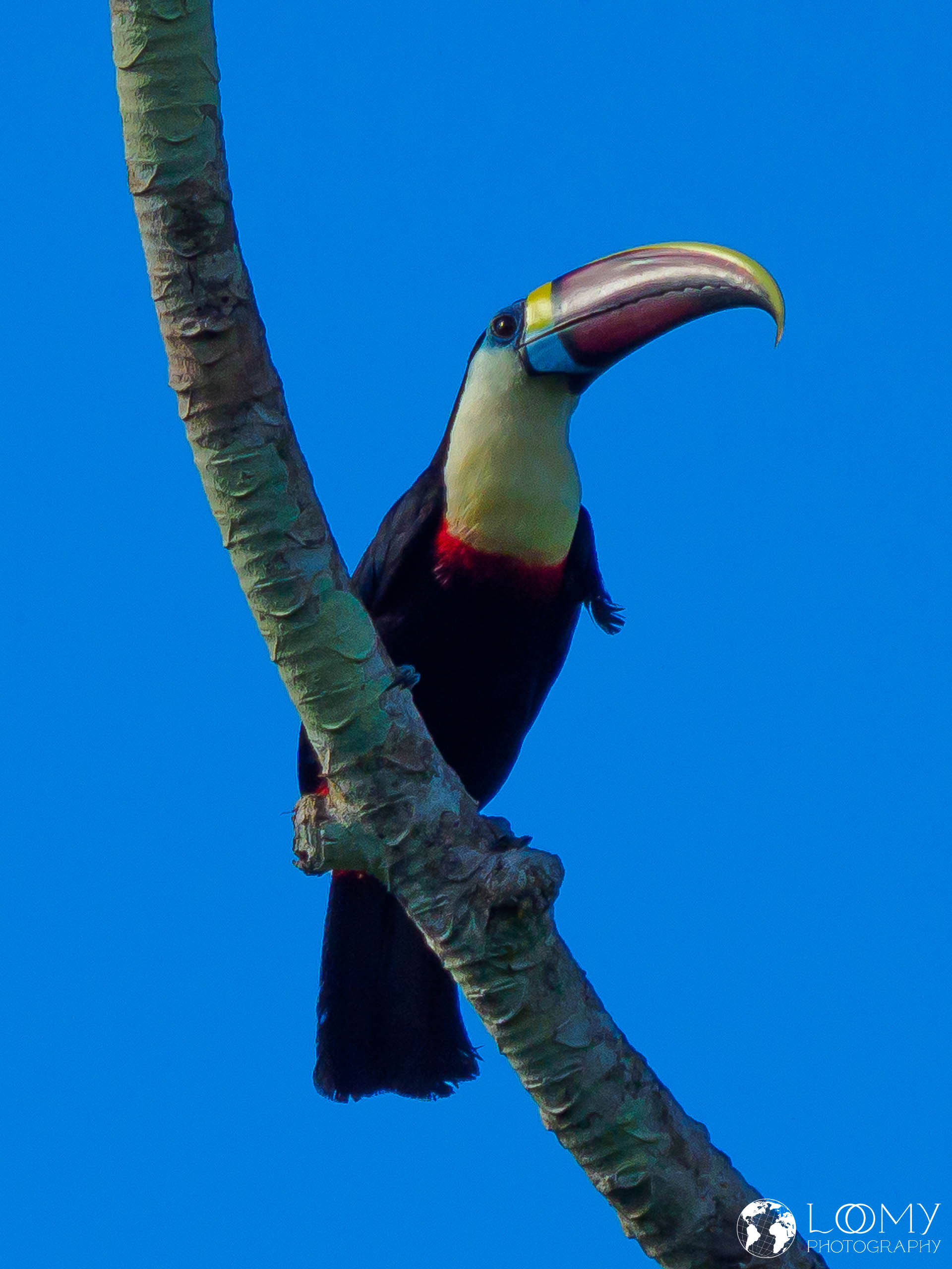 Tucan