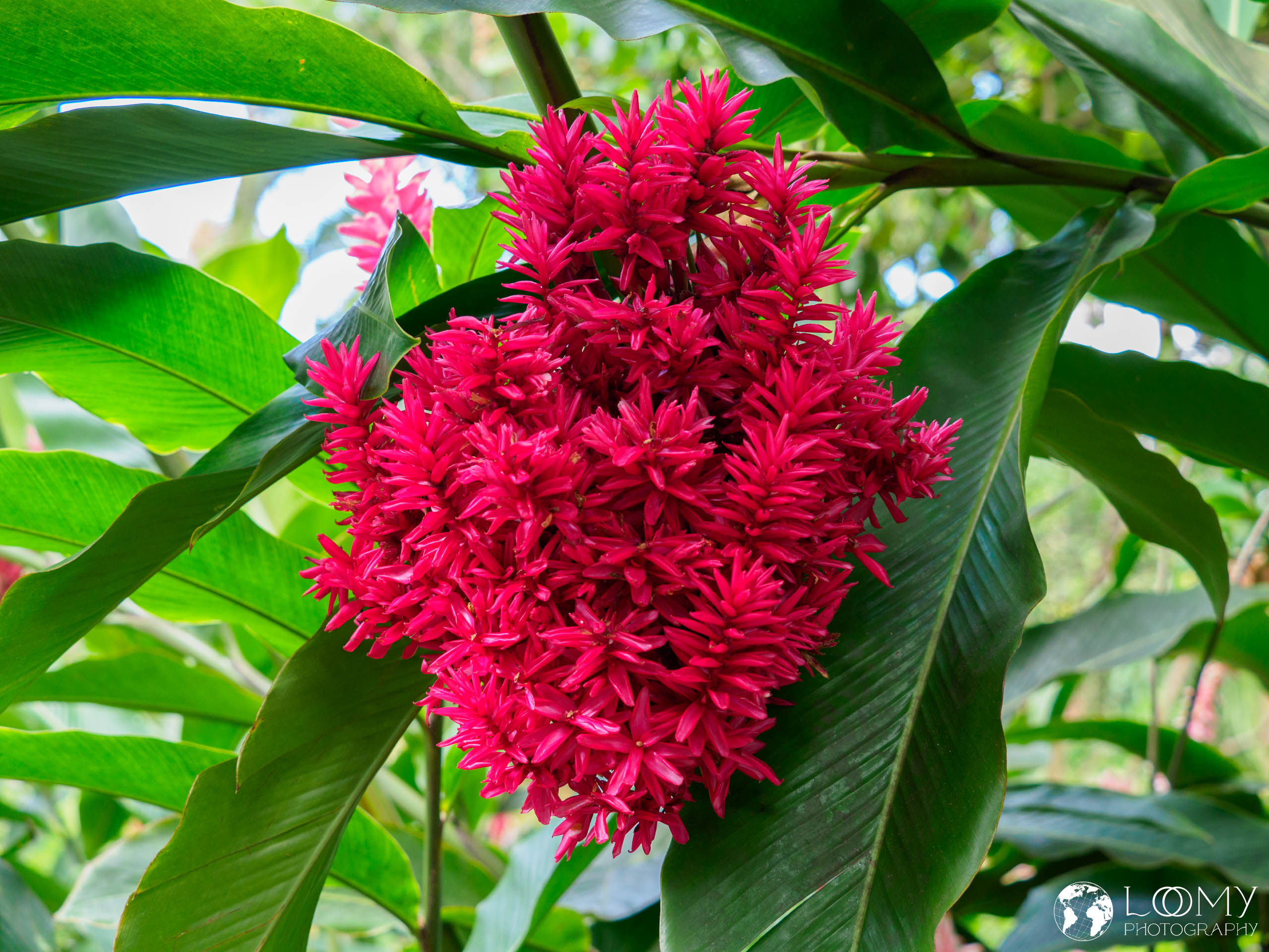 Alpinia purpurata