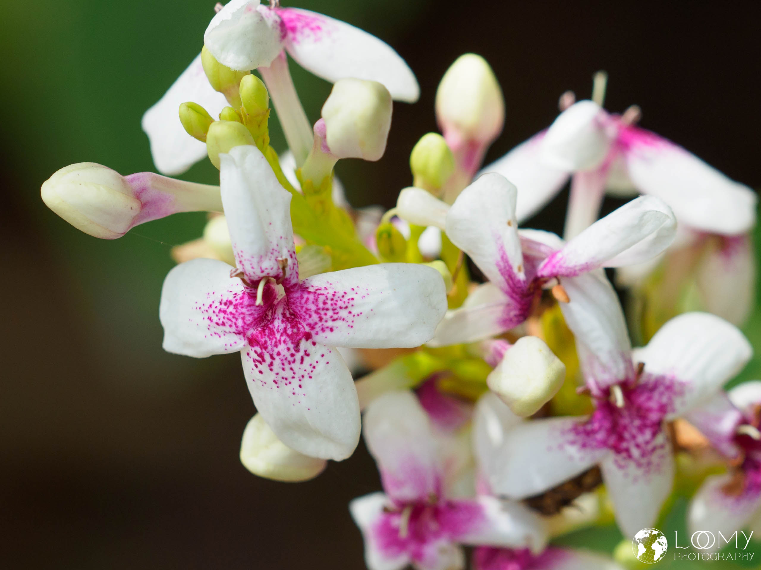 Pseuderanthemum carruthersii