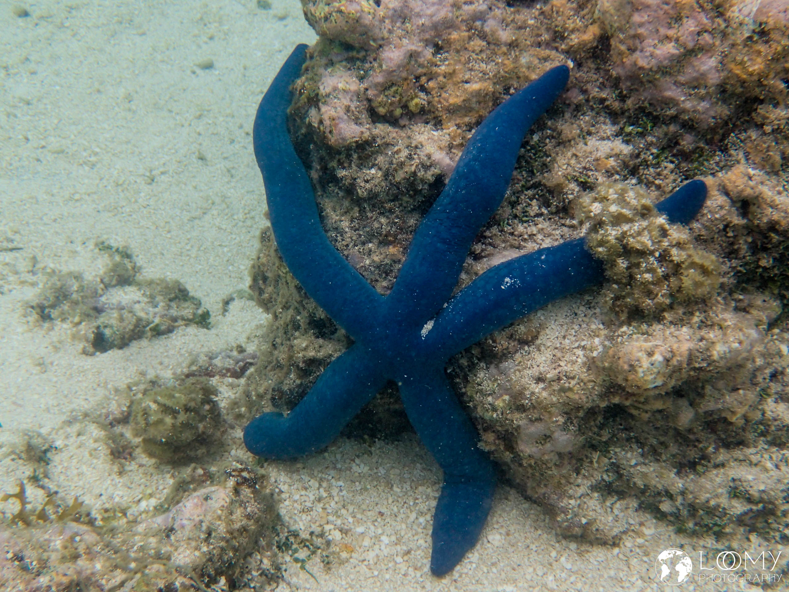 Blauer Seestern