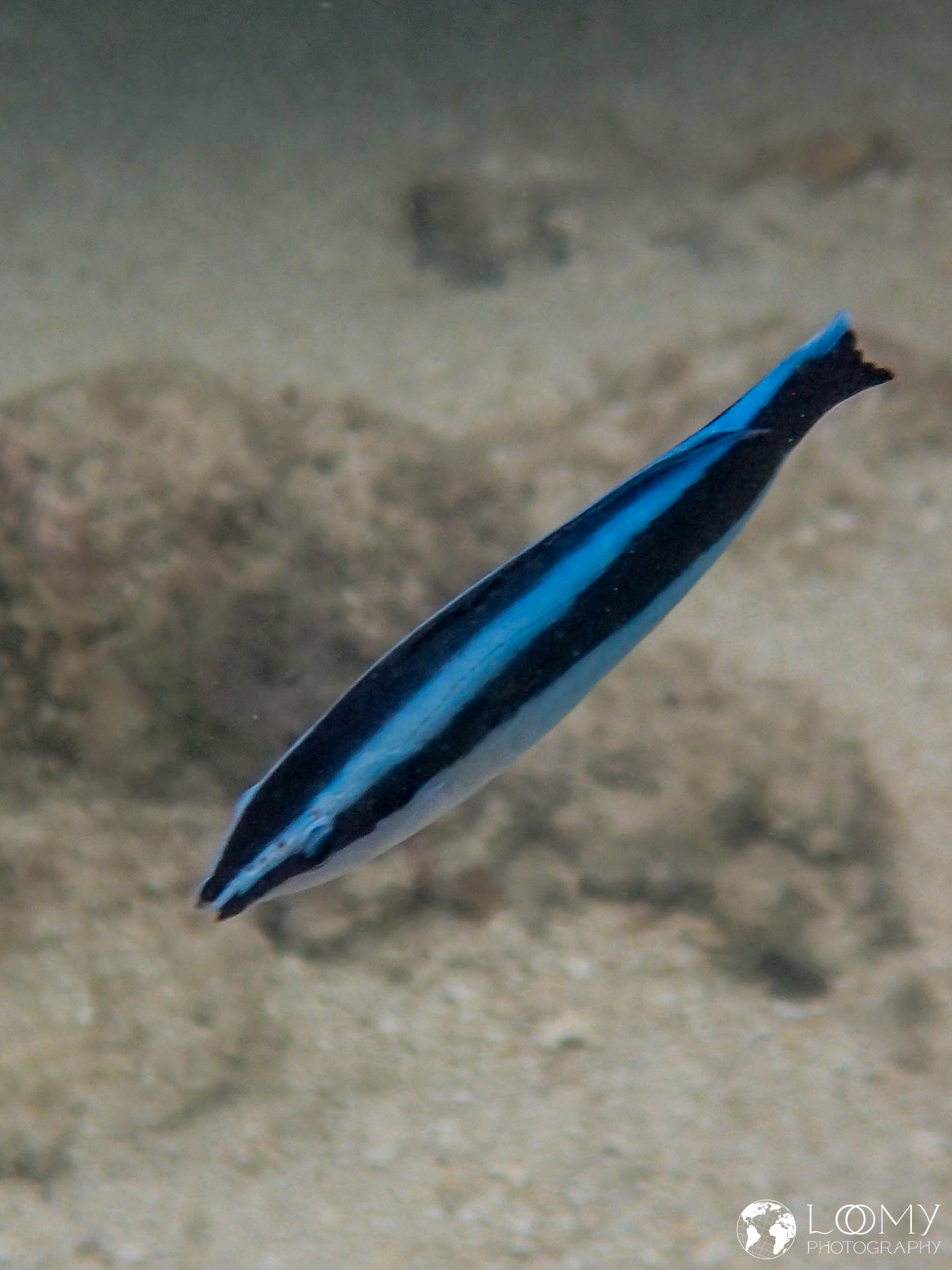 Blaustreifen-Putzerlippfisch