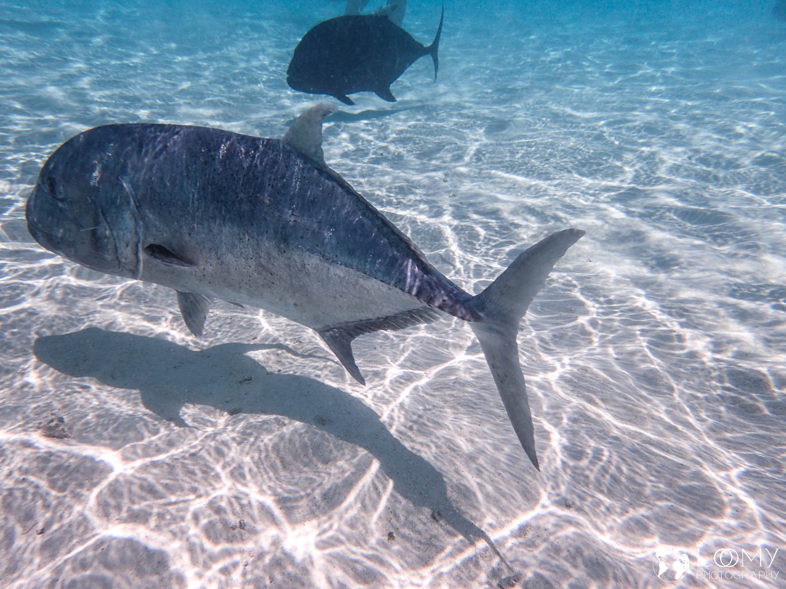 Dickkopf-Stachelmakrele