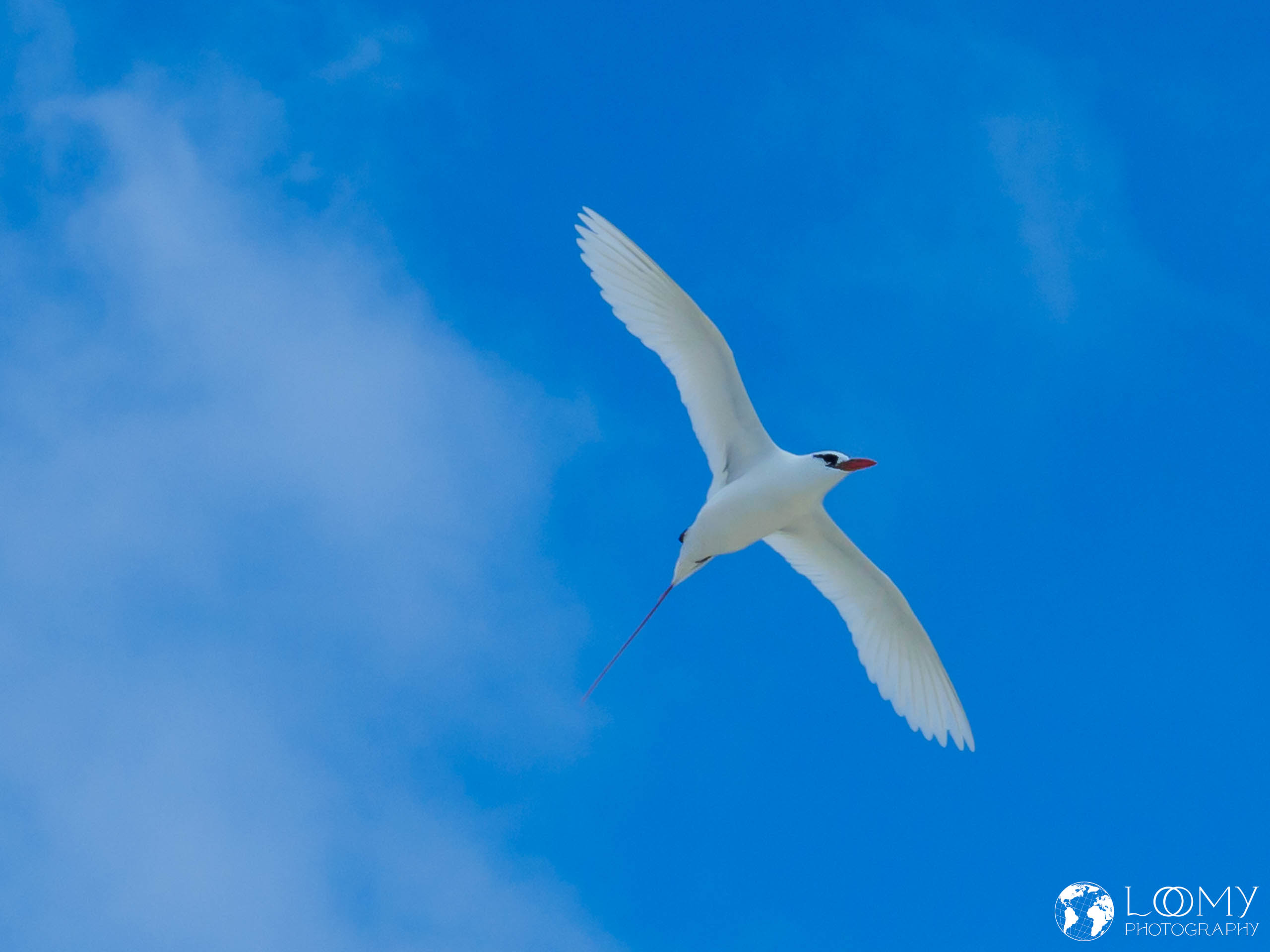 Rotschwanz-Tropikvogel