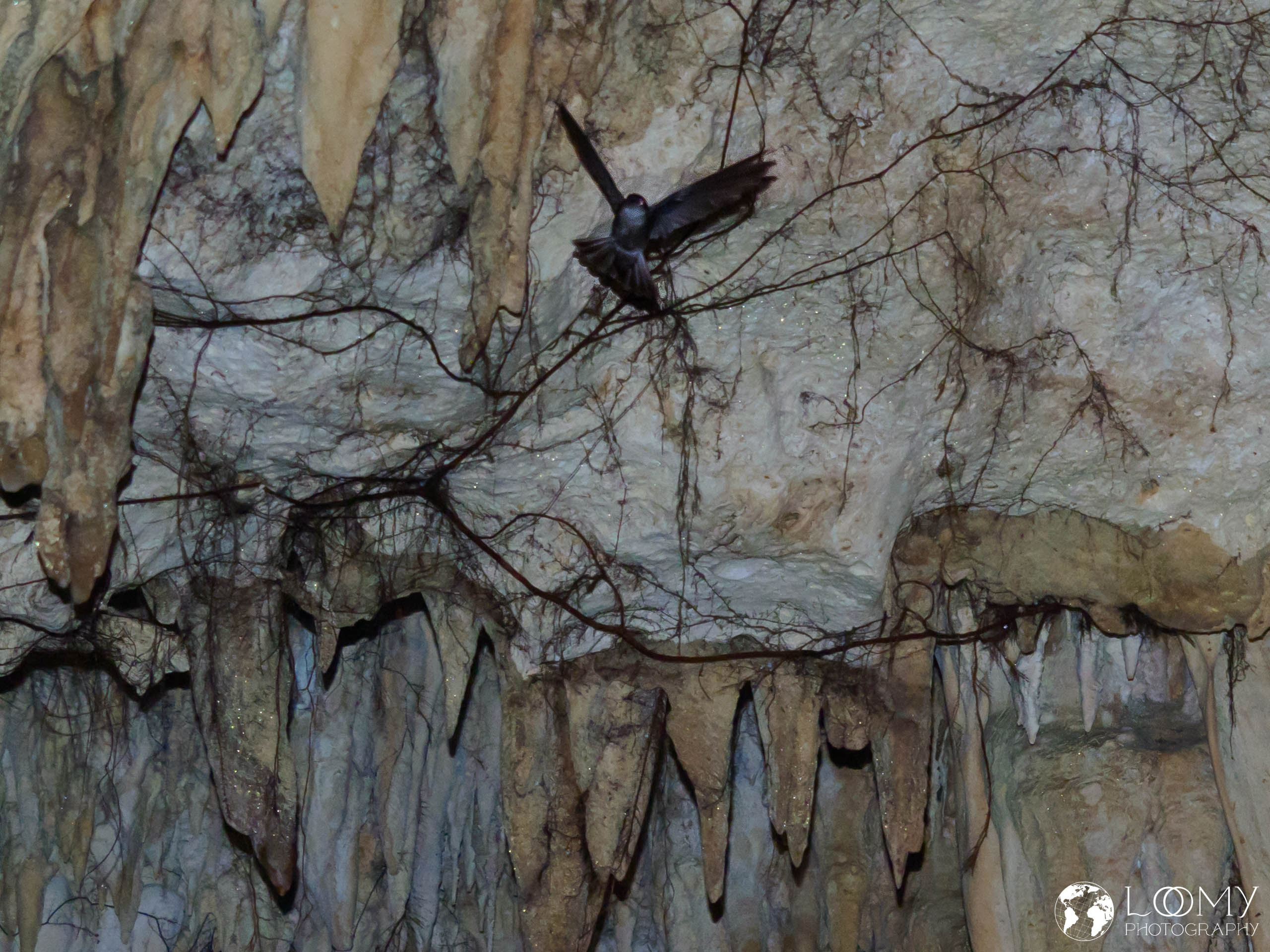 Kopeka, Atiu Schwalbe