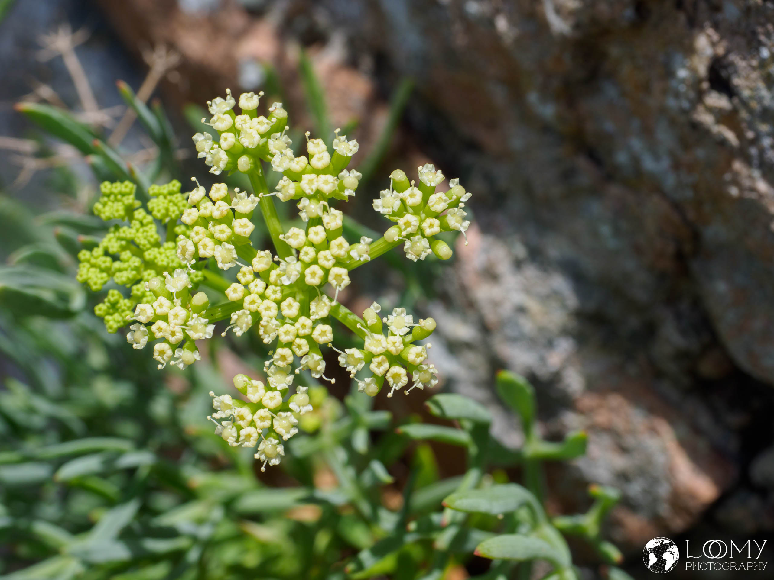 Meerfenchel