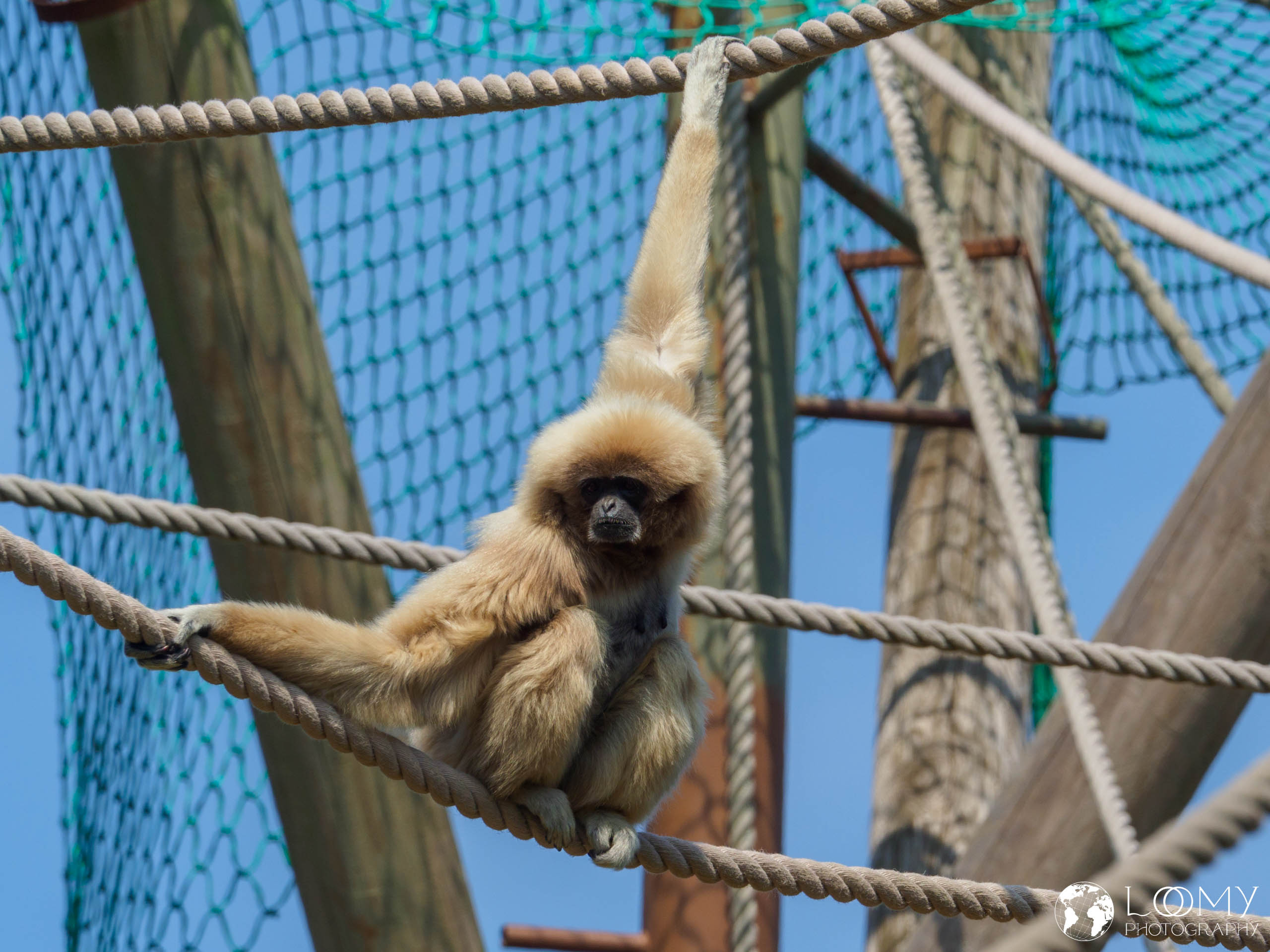 Weißhandgibbon