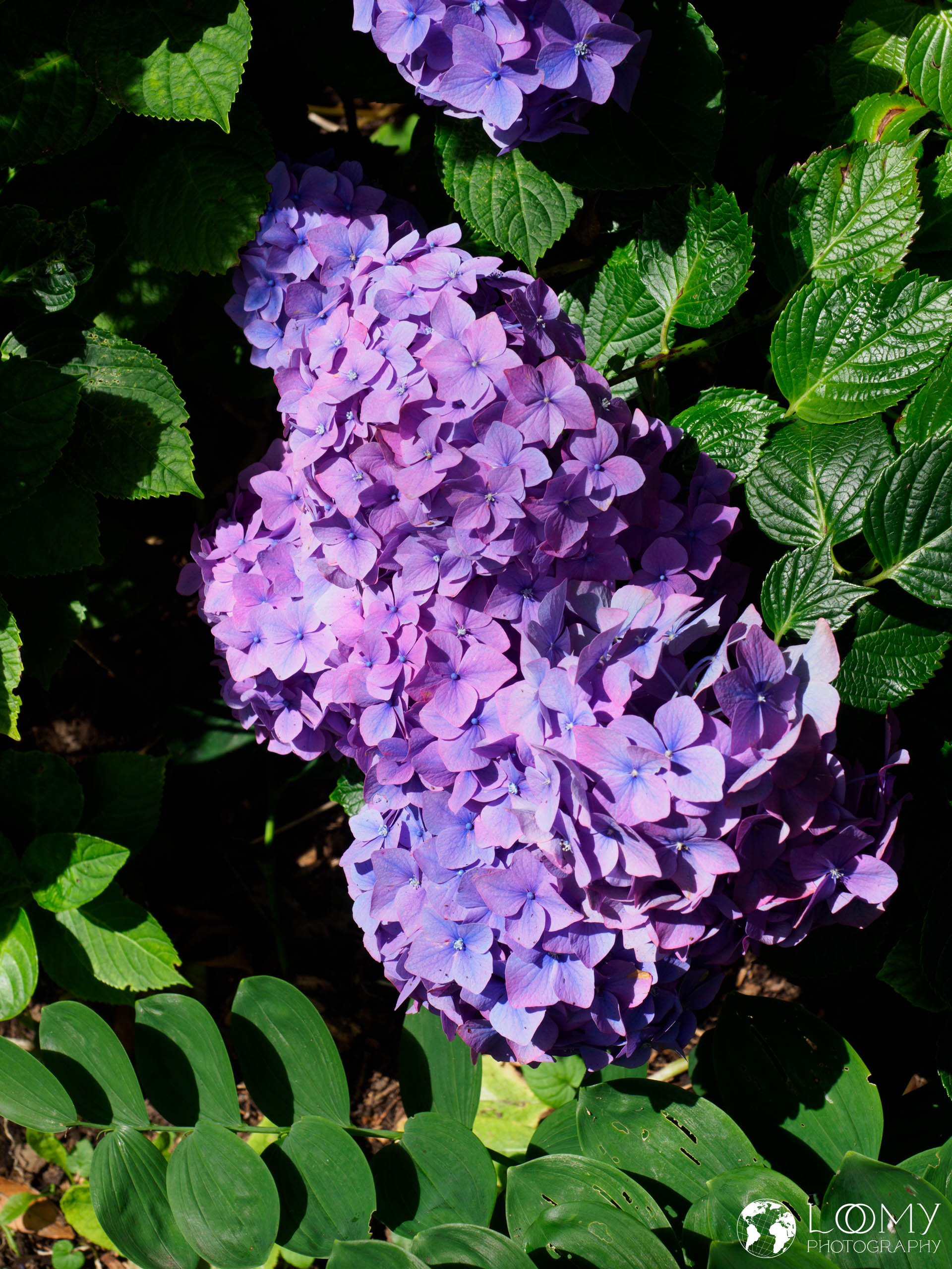 Hortensie