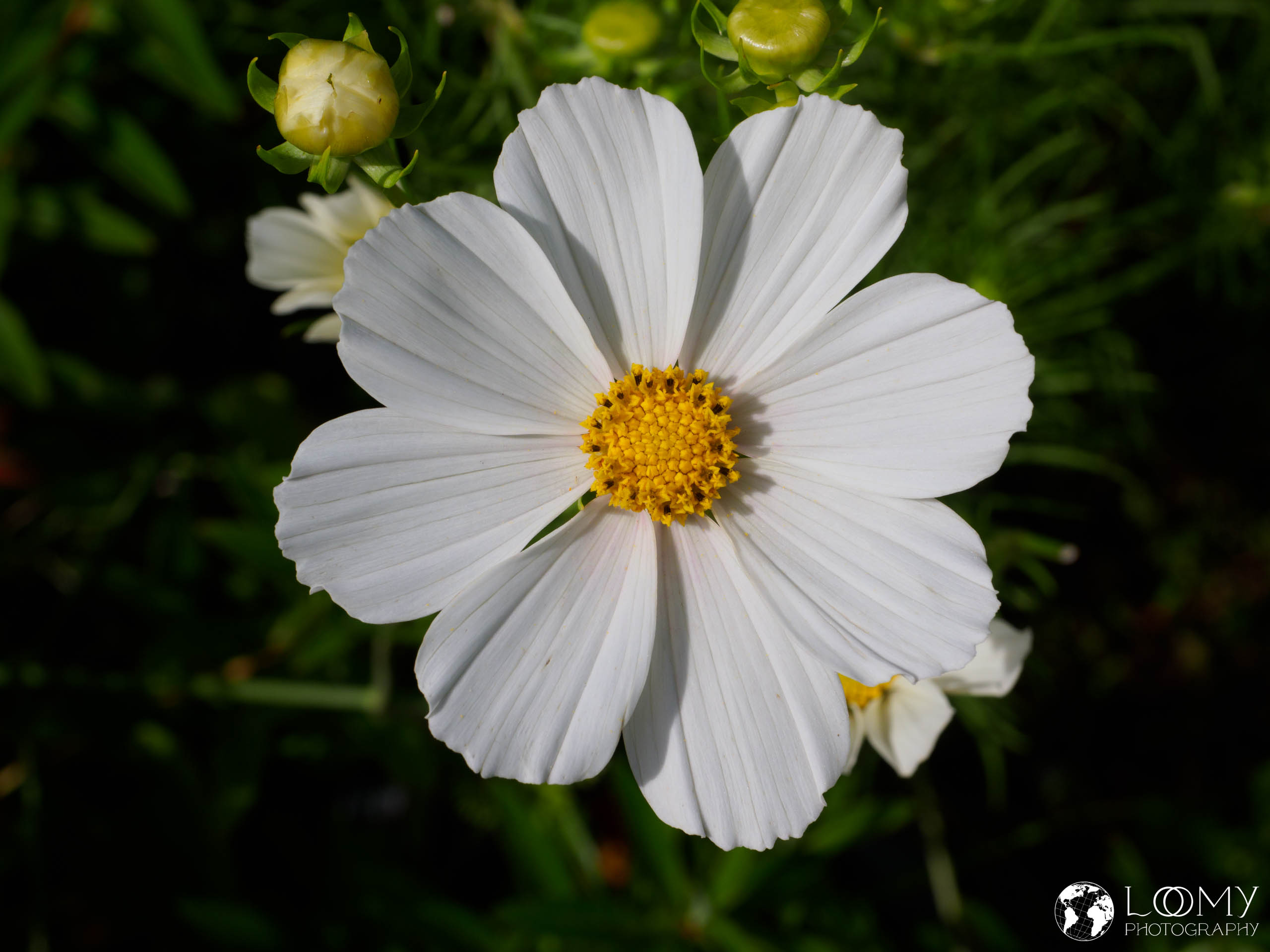 Cosmea