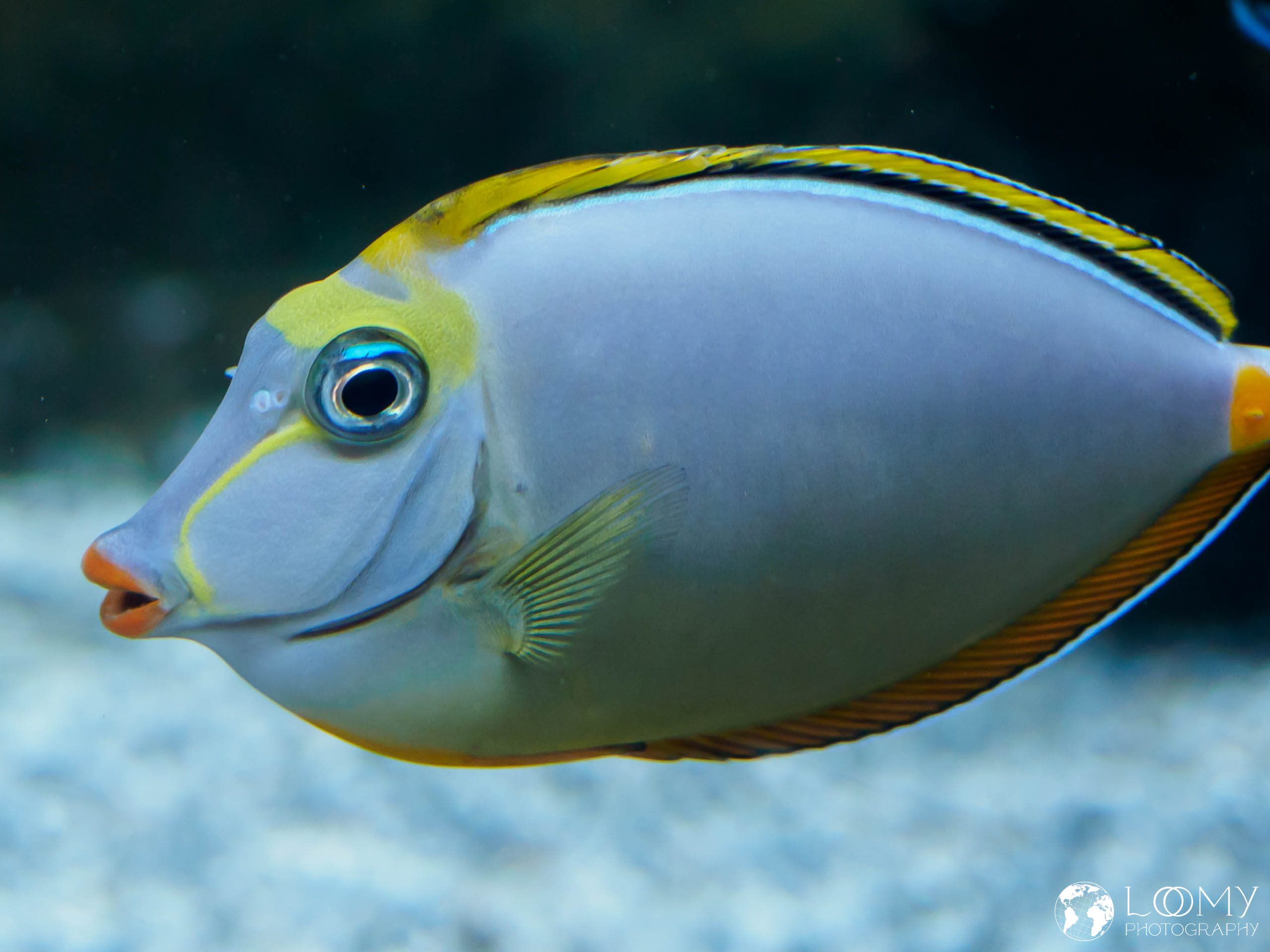 Gelbklingen Nasendoktor