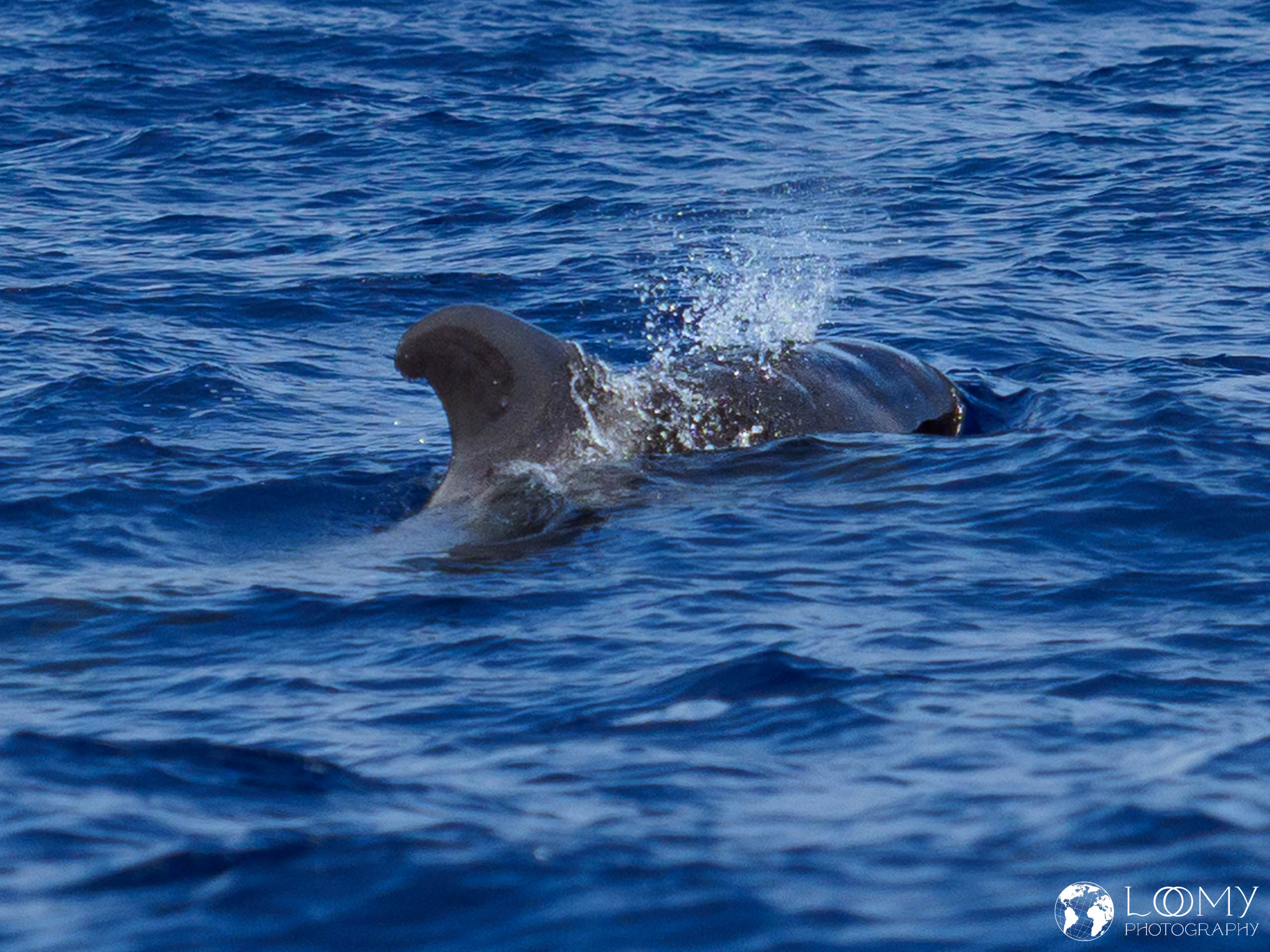 Kurzflossen-Grindwal