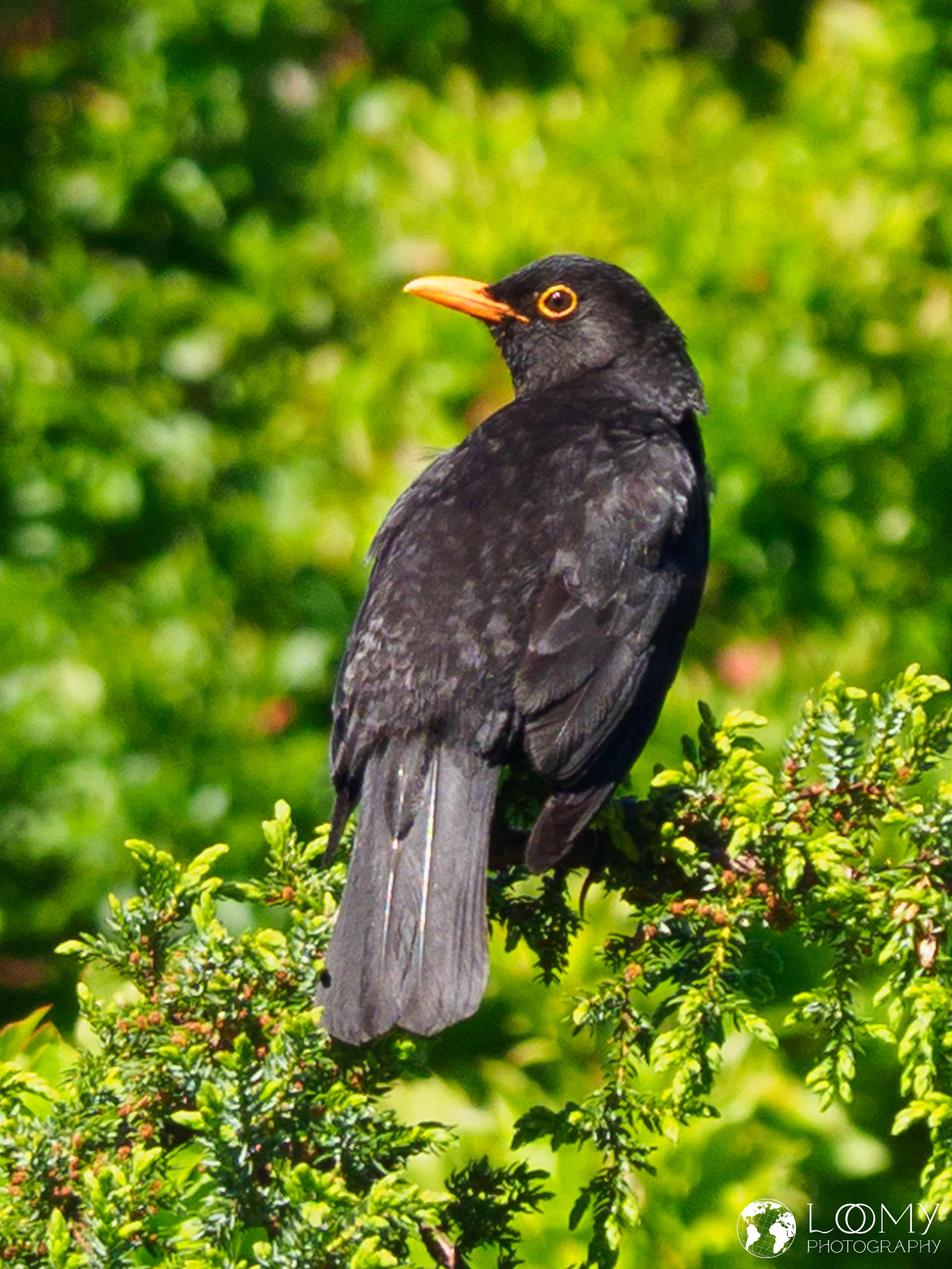Azoren-Amsel