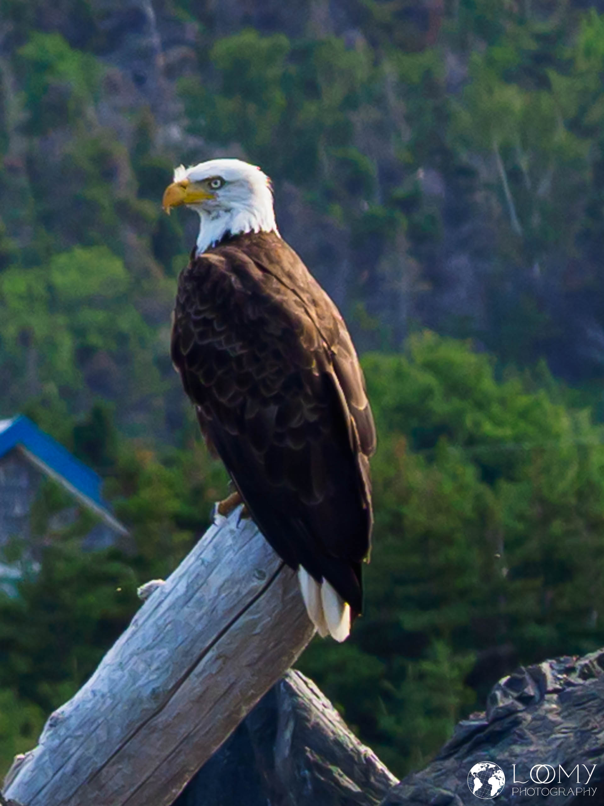 Seeadler