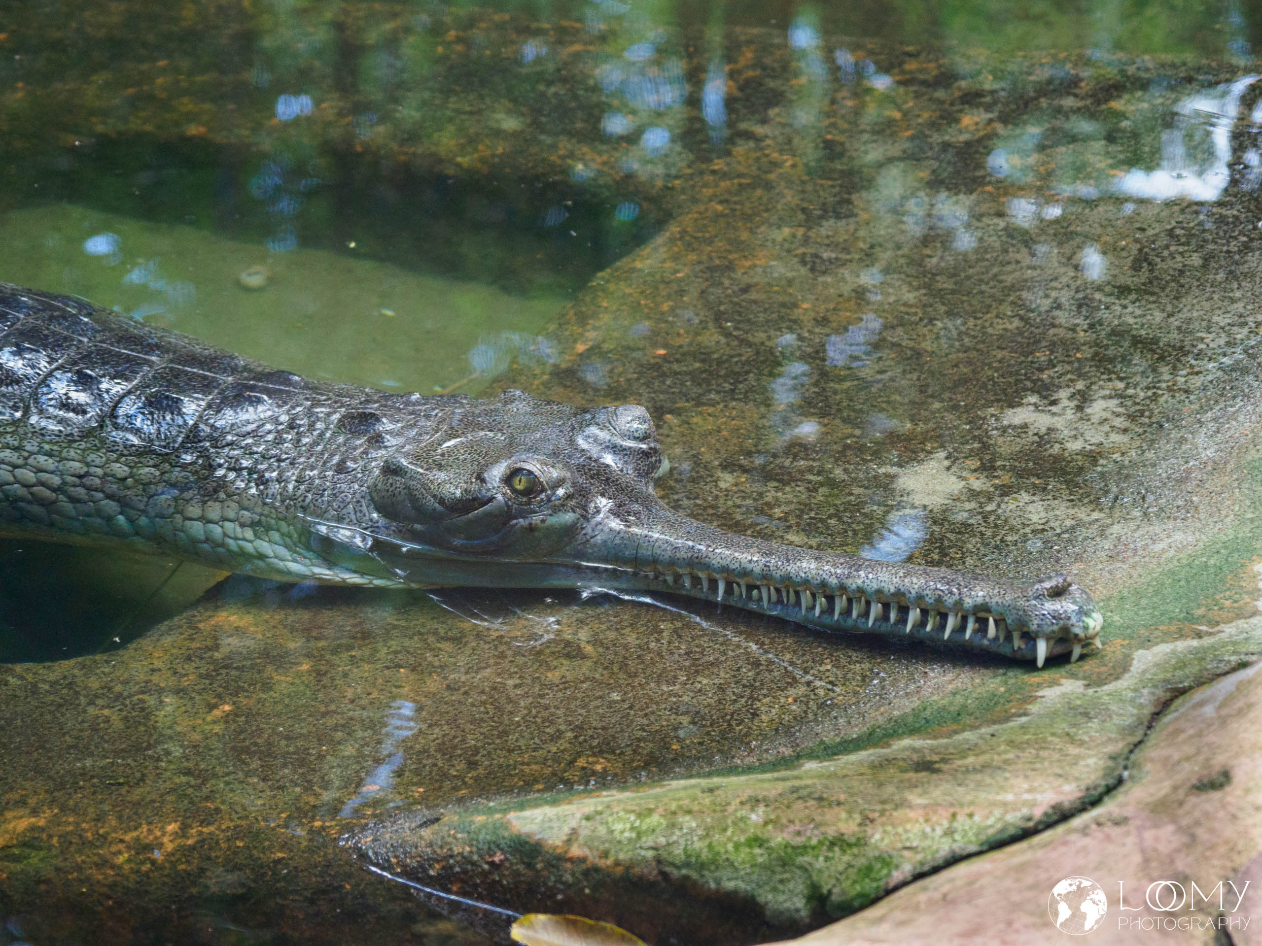 Indian Gharial