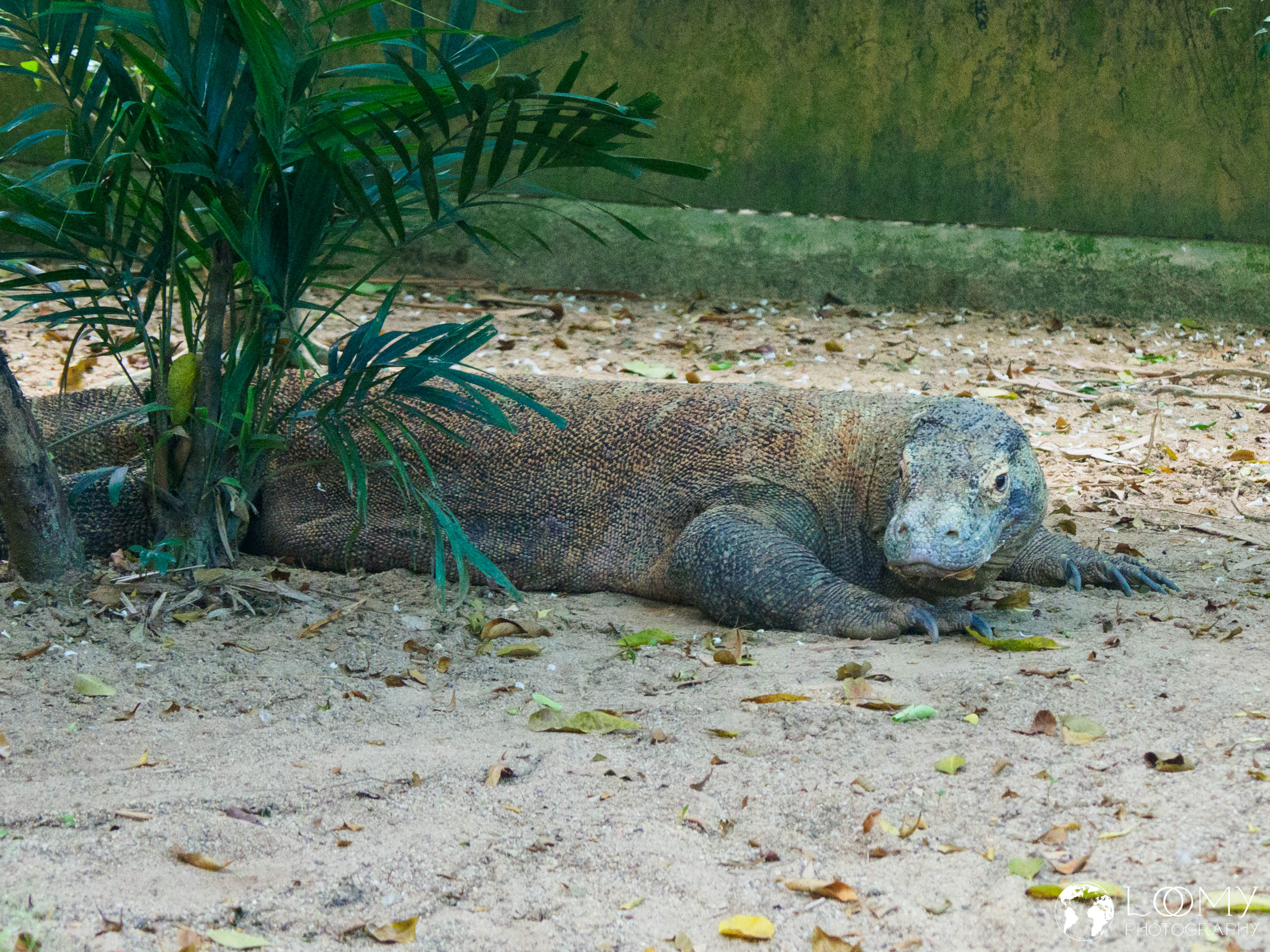 Komodo Dragon