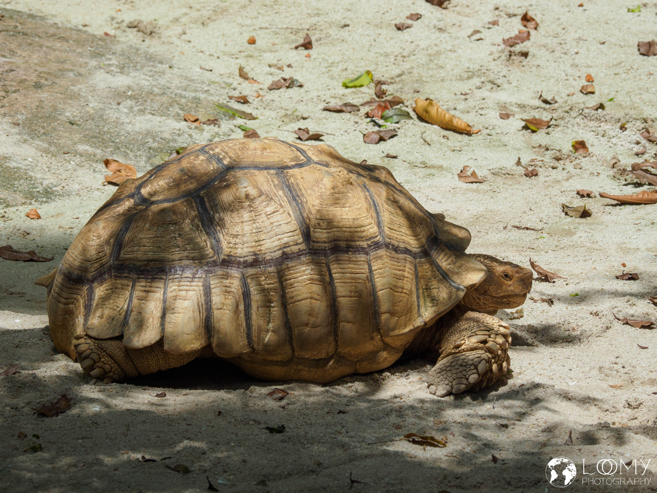 Giant Tortoise