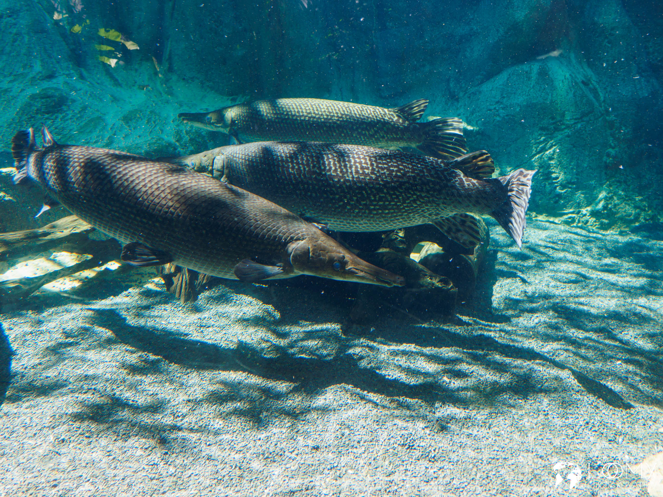 Alligator Gar