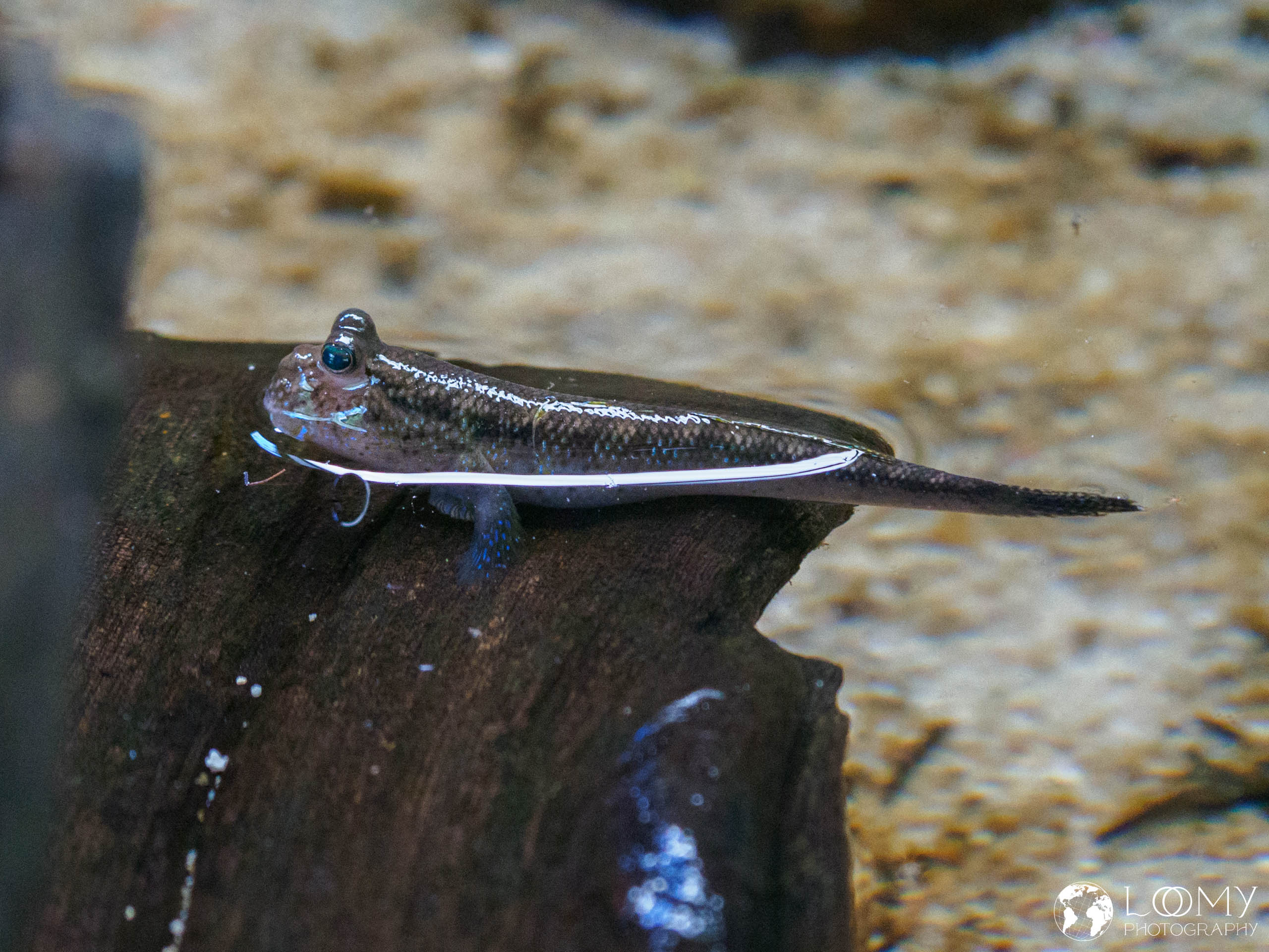 Mud Skipper