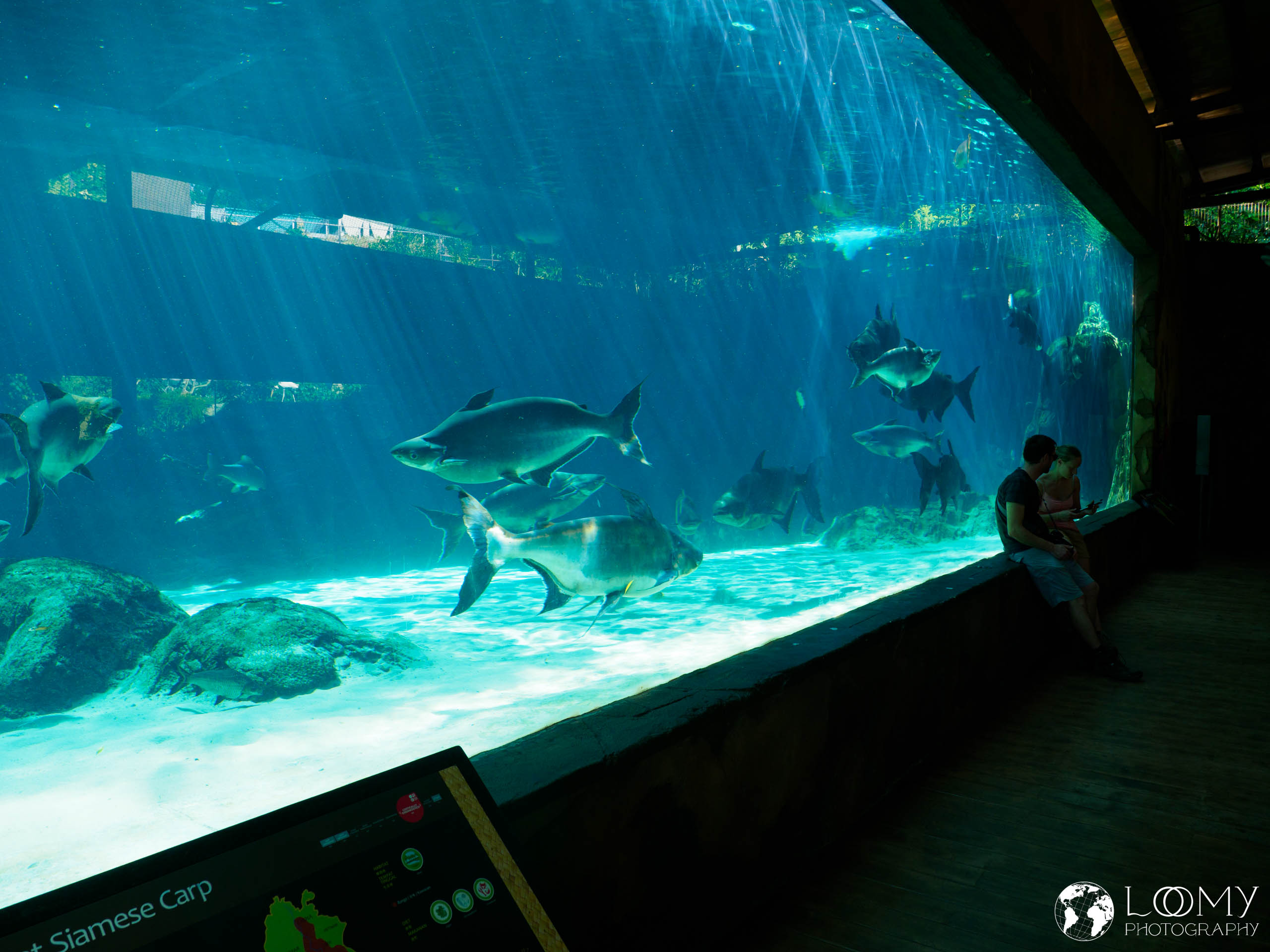 Mekong Giant Catfish