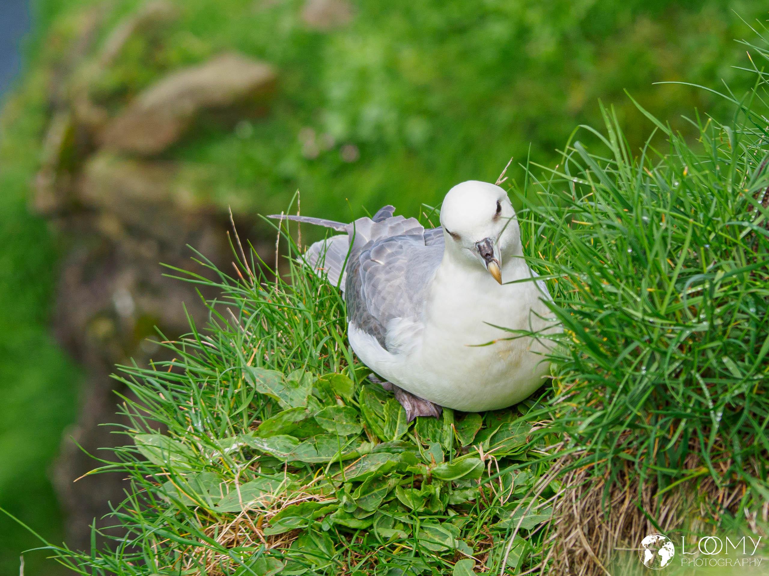 Eissturmvogel