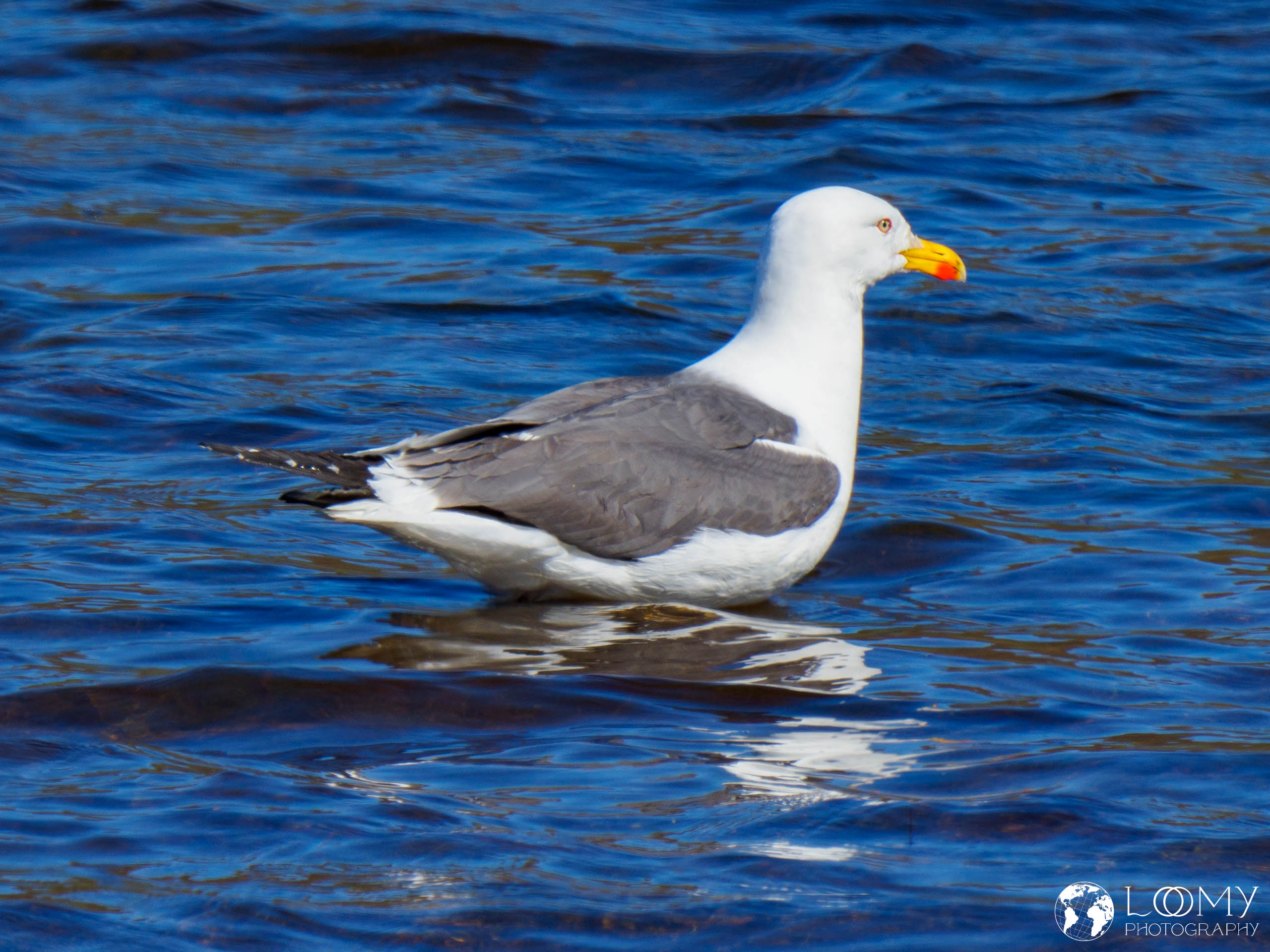 Möwe