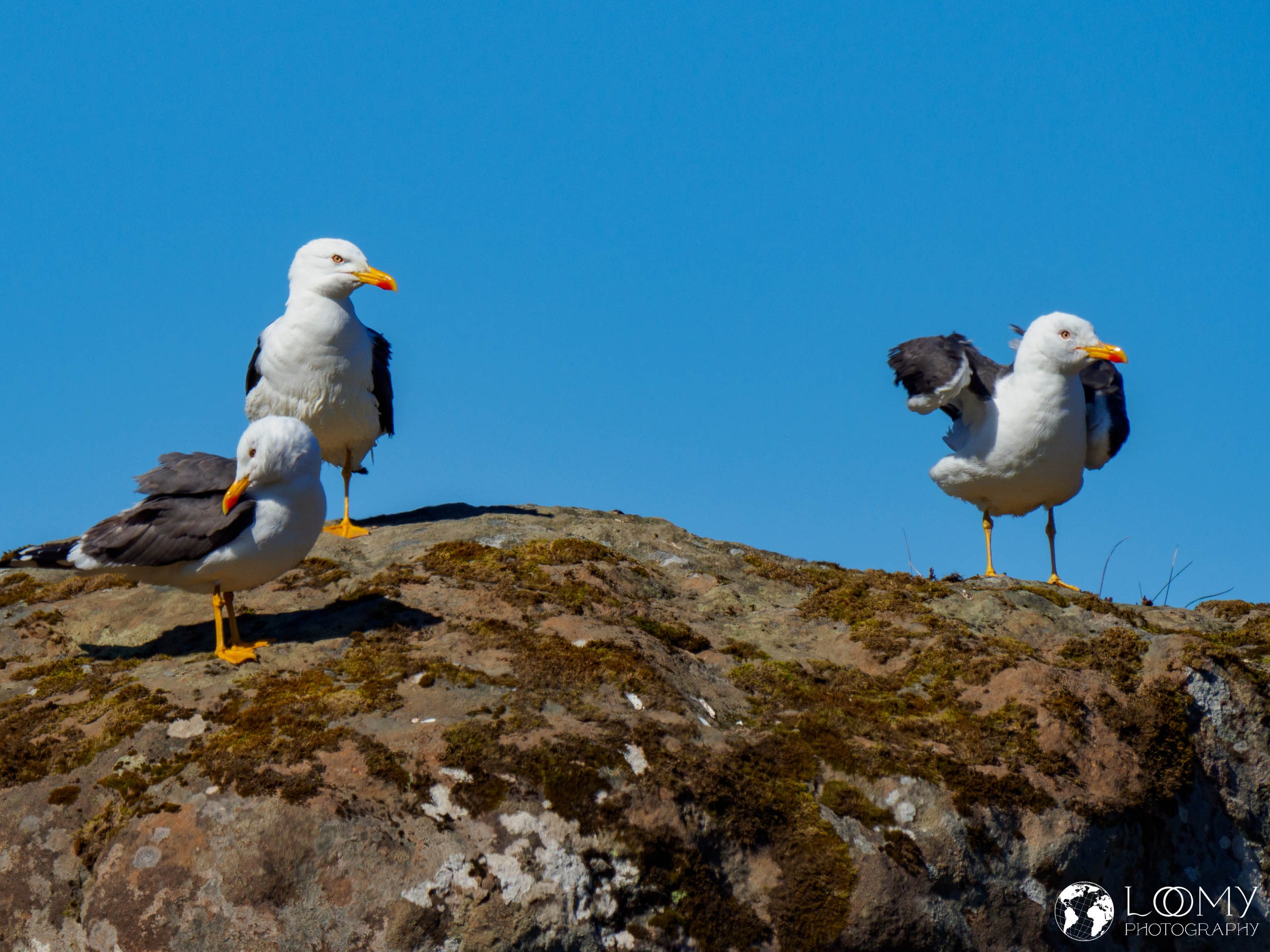 Möwe