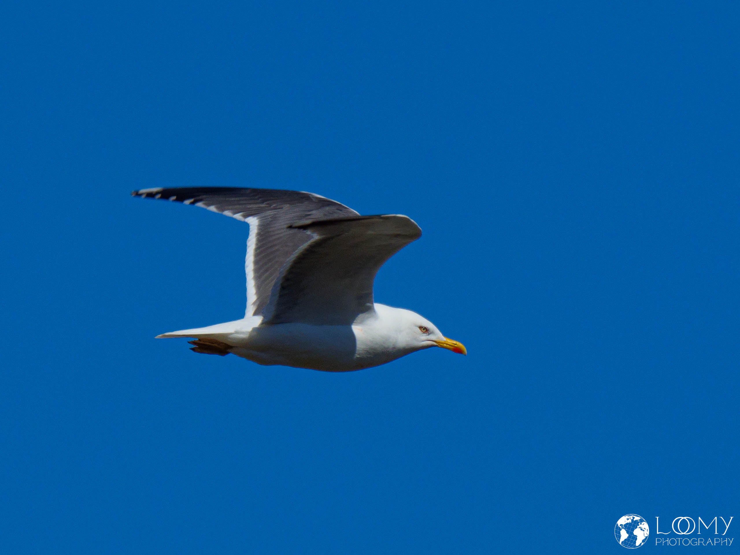 Möwe