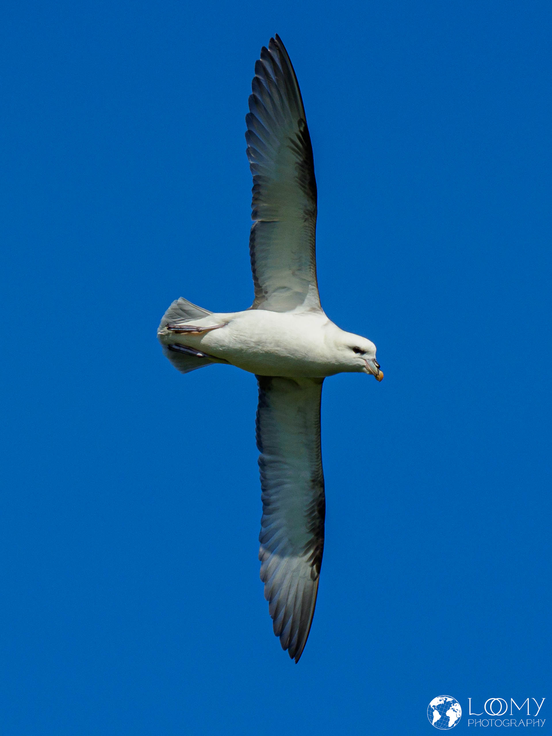 Eissturmvogel