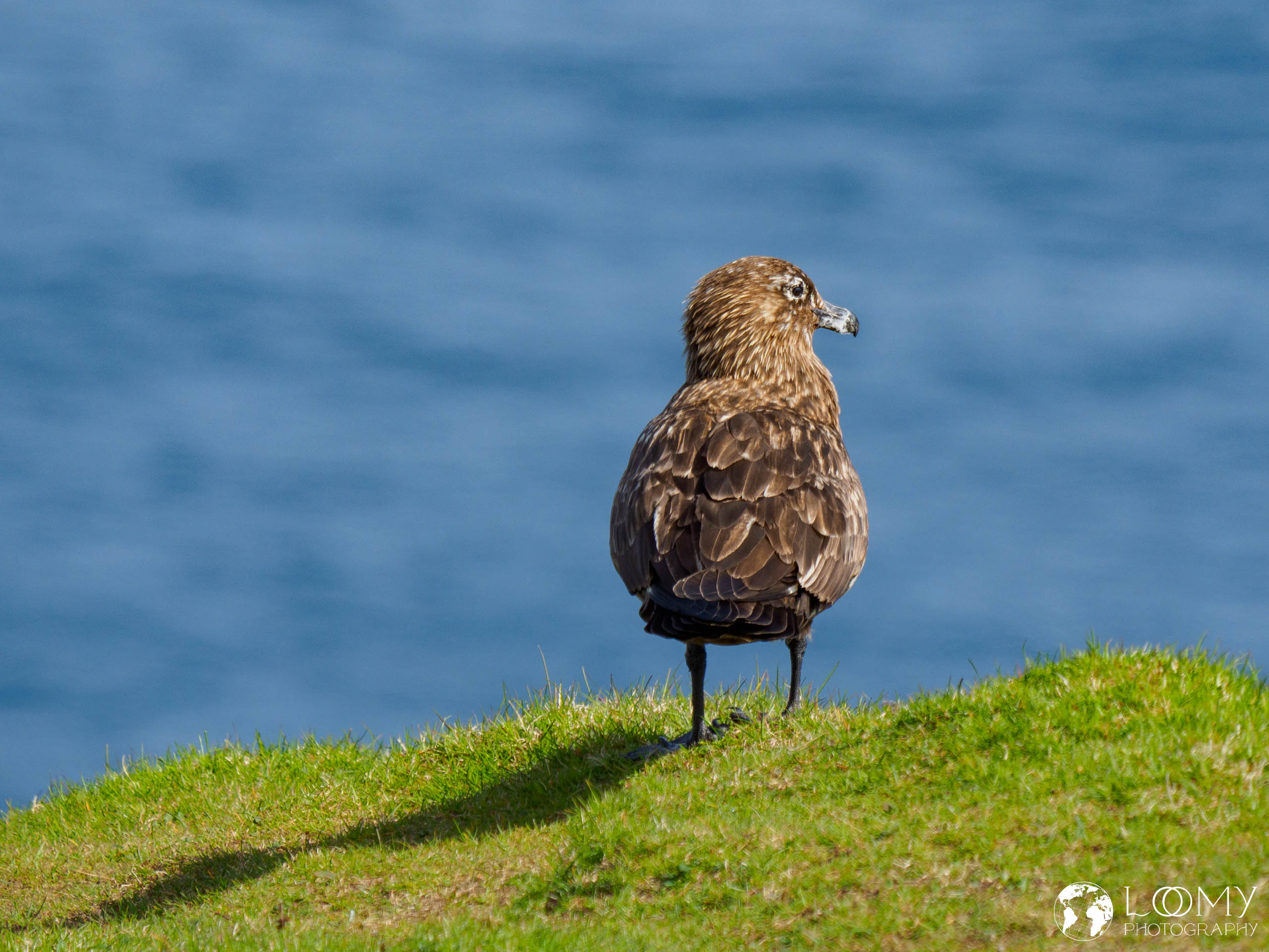 Raubmöwe (Skua)