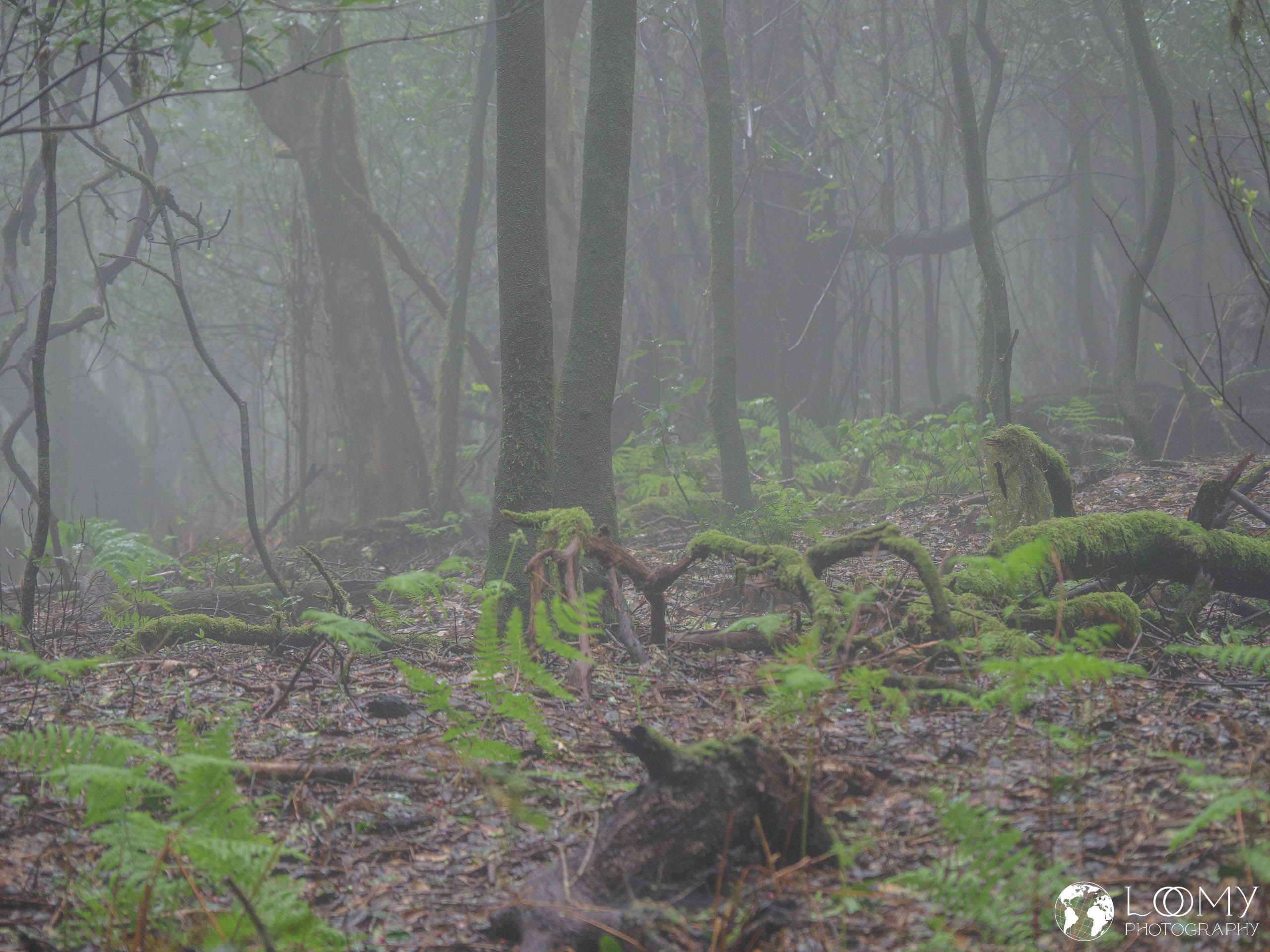 Gespenstischer Nebelwald