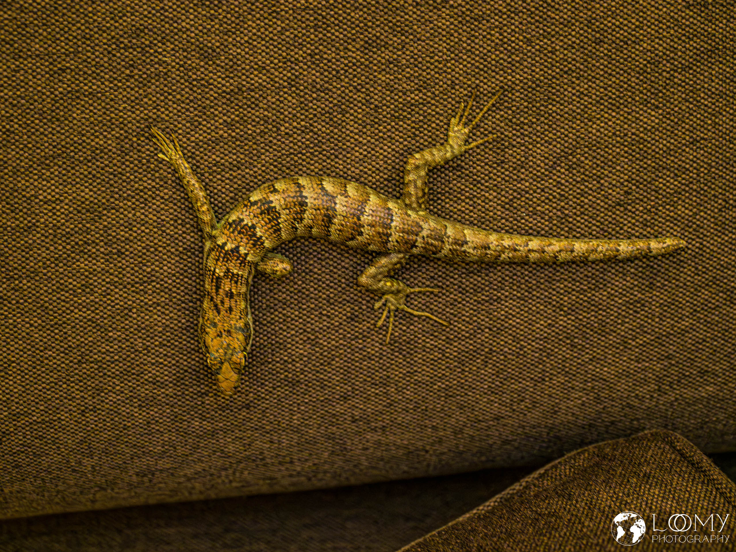 Gecko