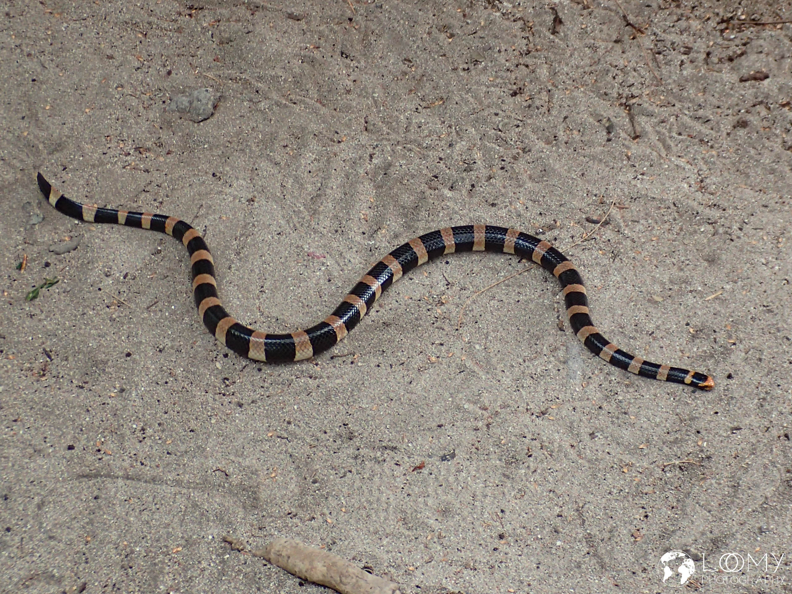 Plattschwanz Giftnatter