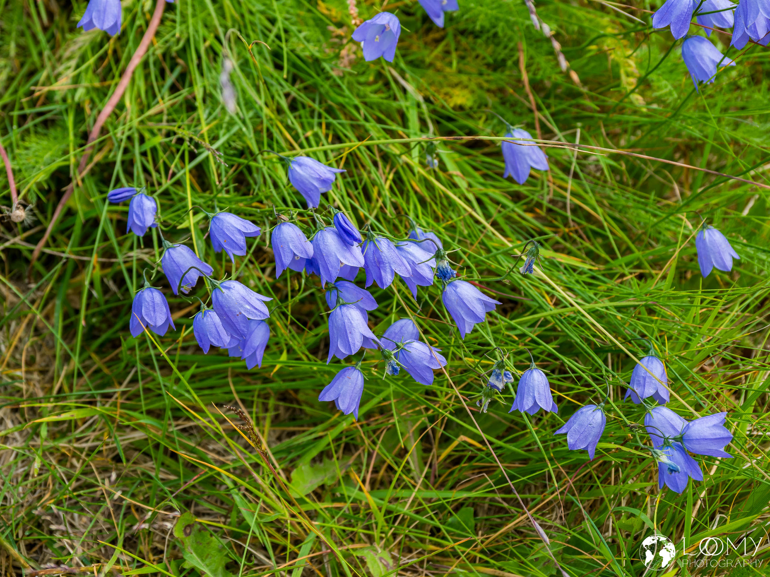 Rundblättrige Glockenblume (Campanula rotundifolia)