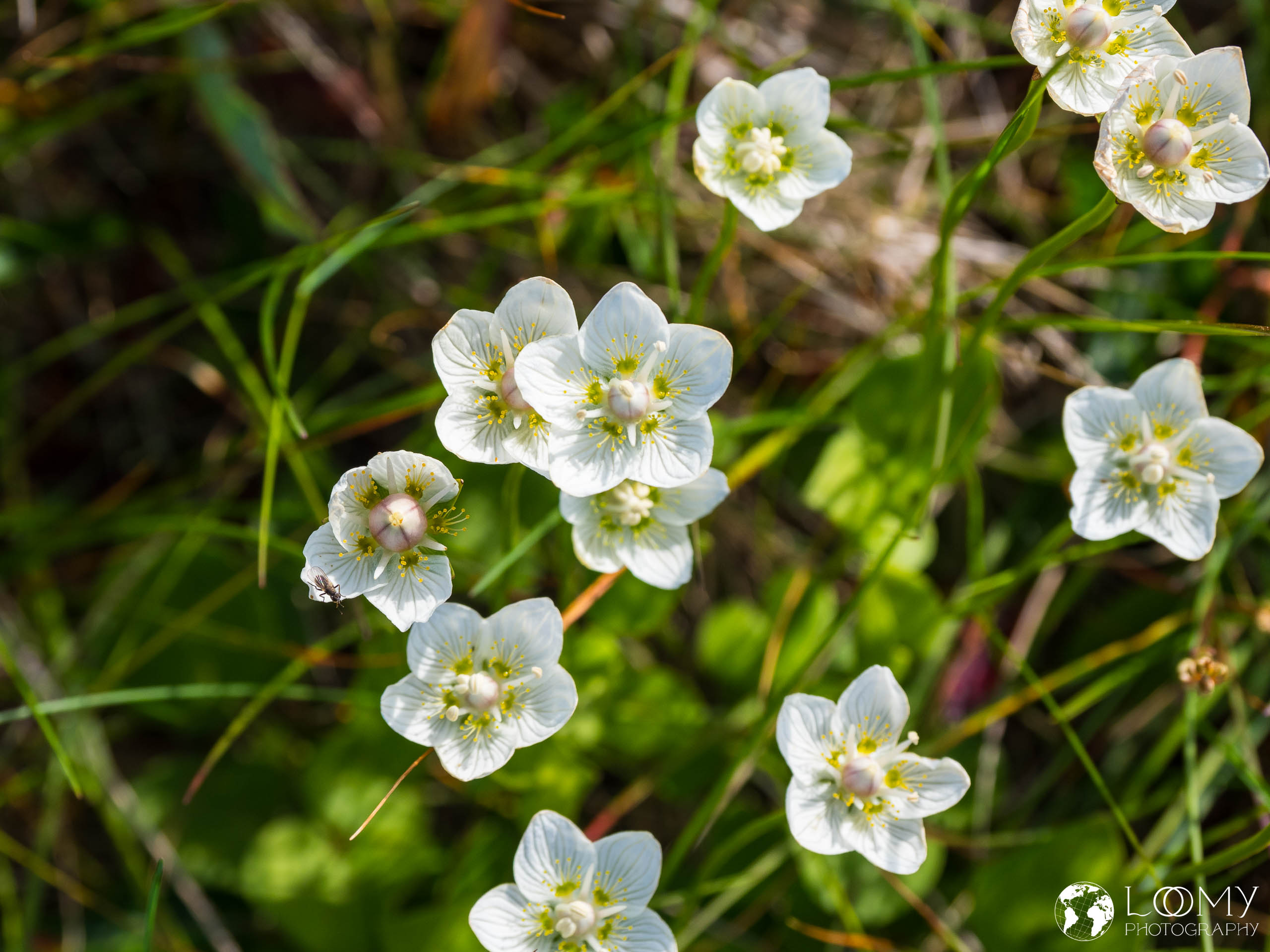 Sumpf-Herzblatt (Parnassia palustris)