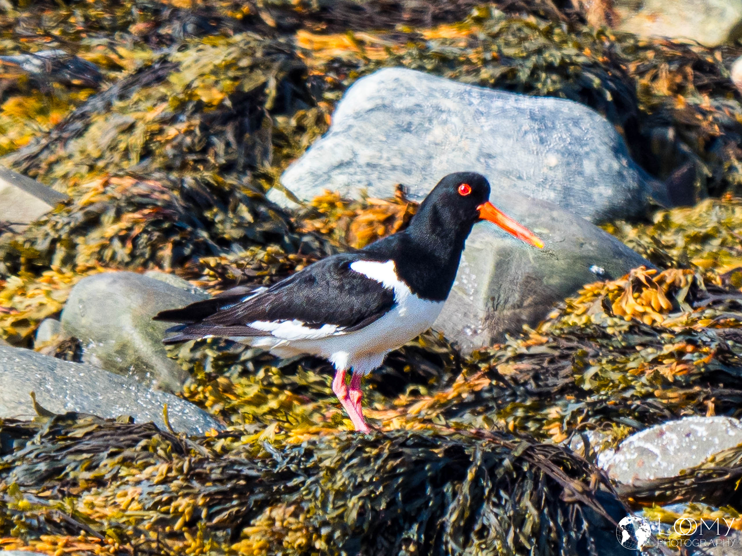 Austernfischer (Haematopus ostralegus)