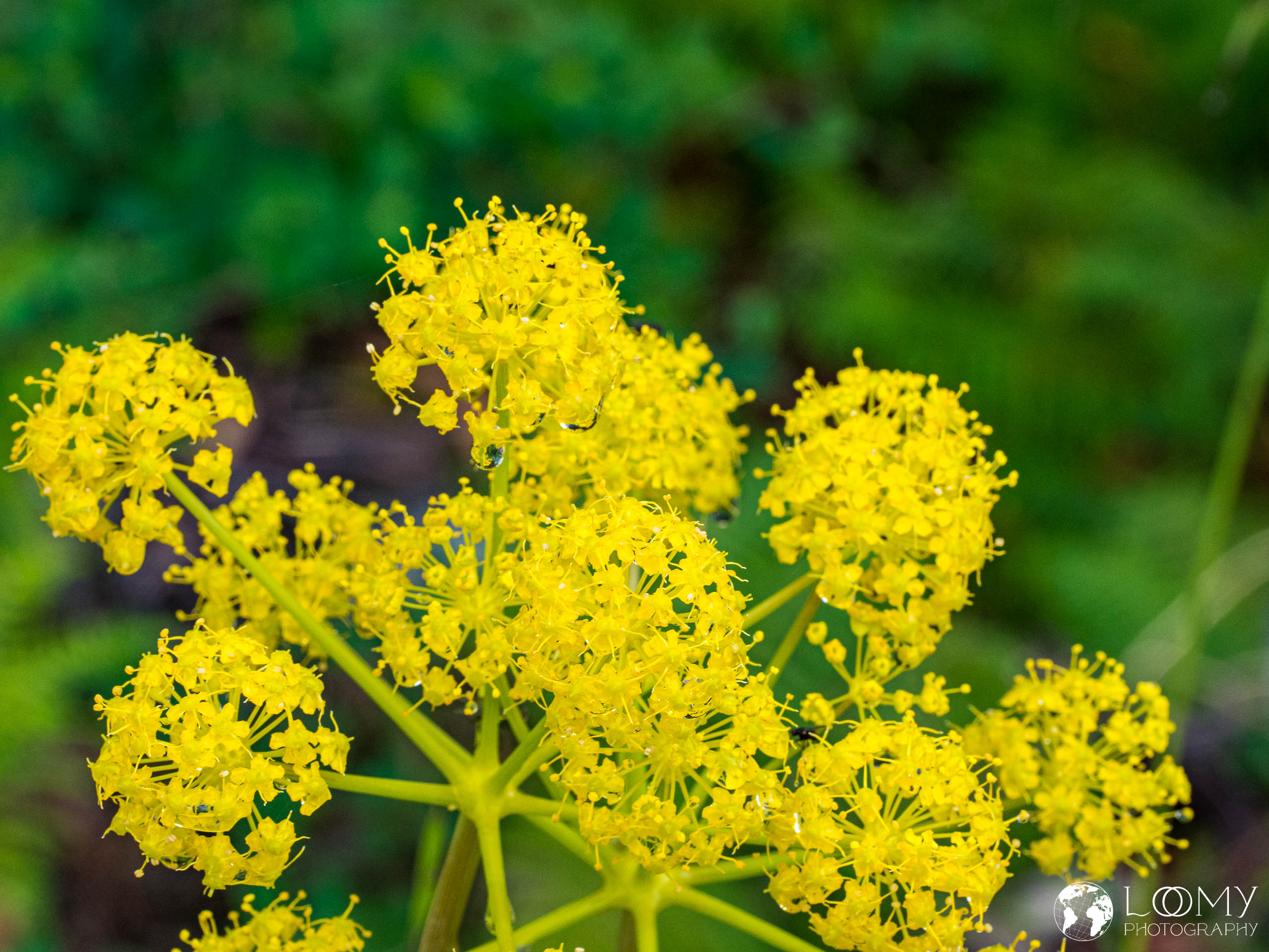 Behaarte Purgierdolde