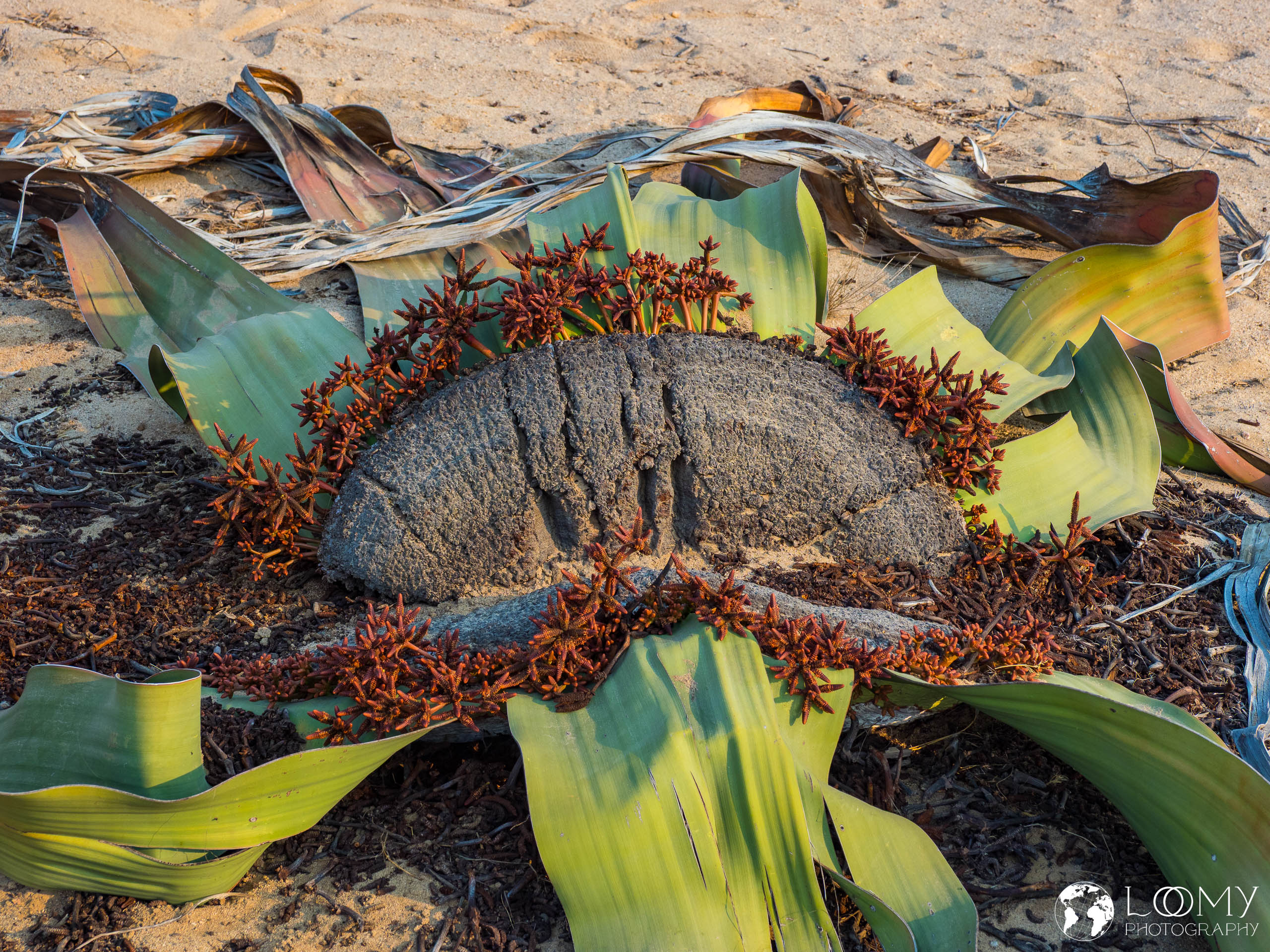 Welwitschia mirabilis