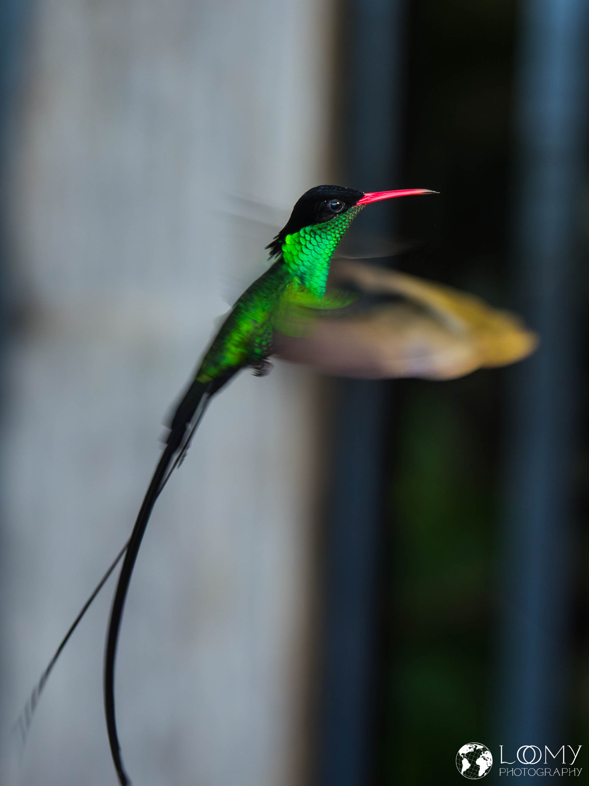 Doctorbird