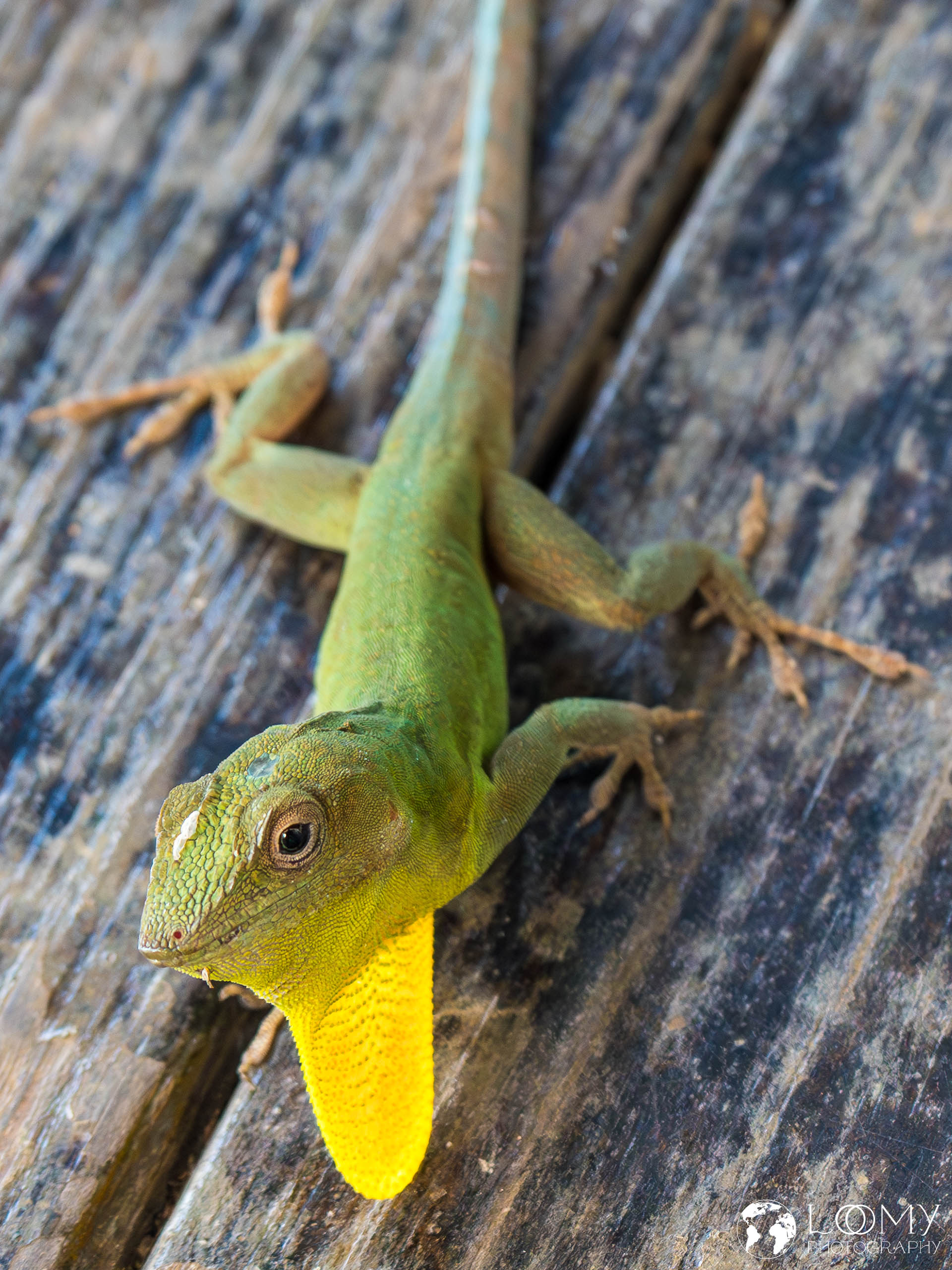 Jamaicka-Anolis