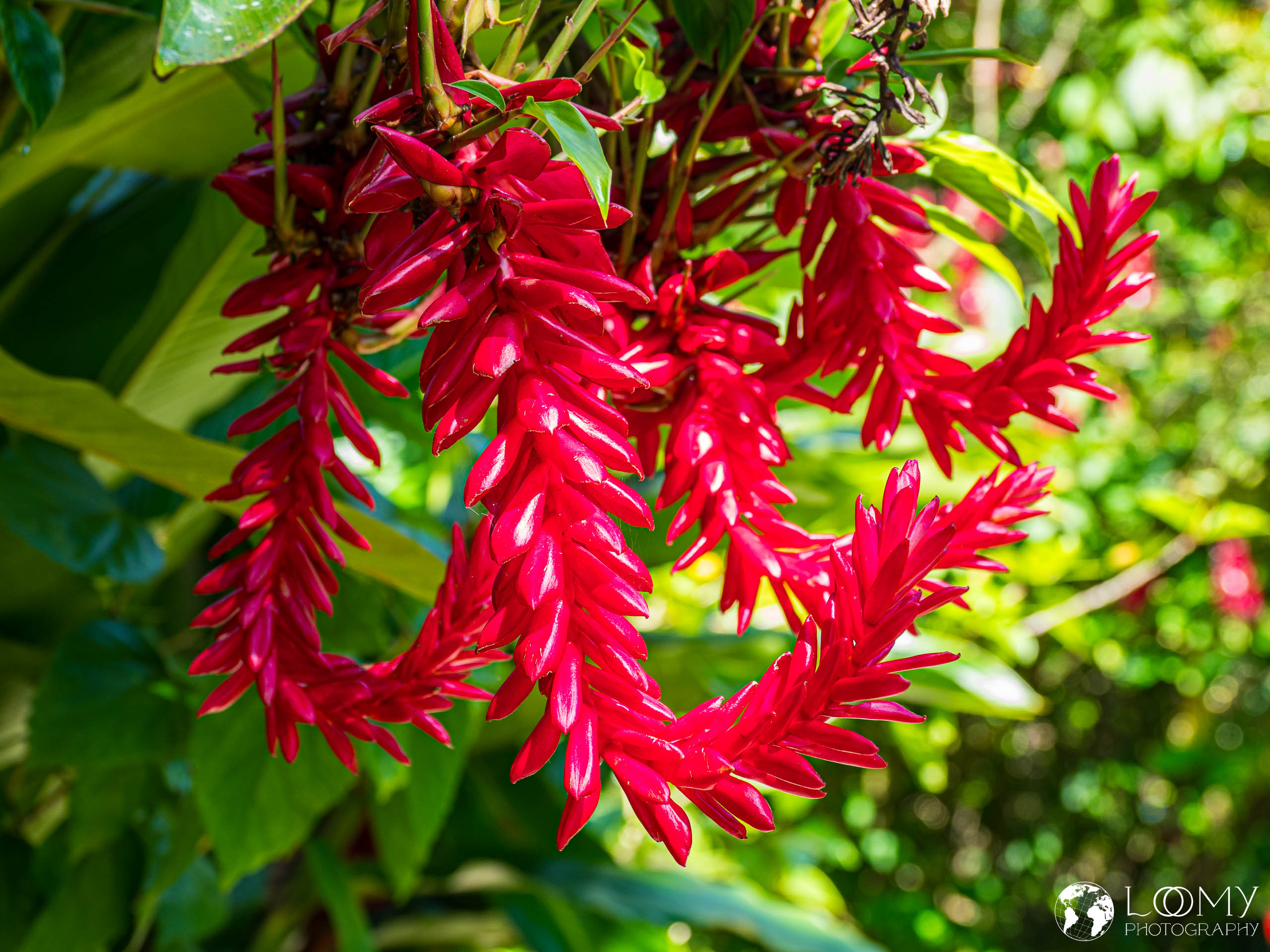Alpinia (Ingwer)