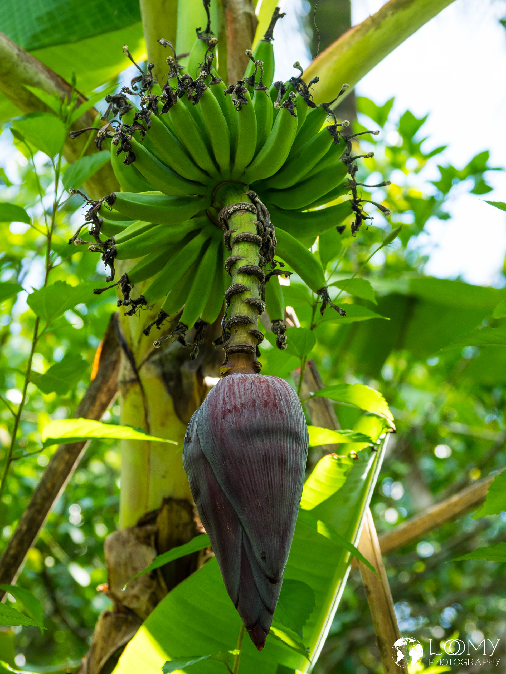 Bananenblüte